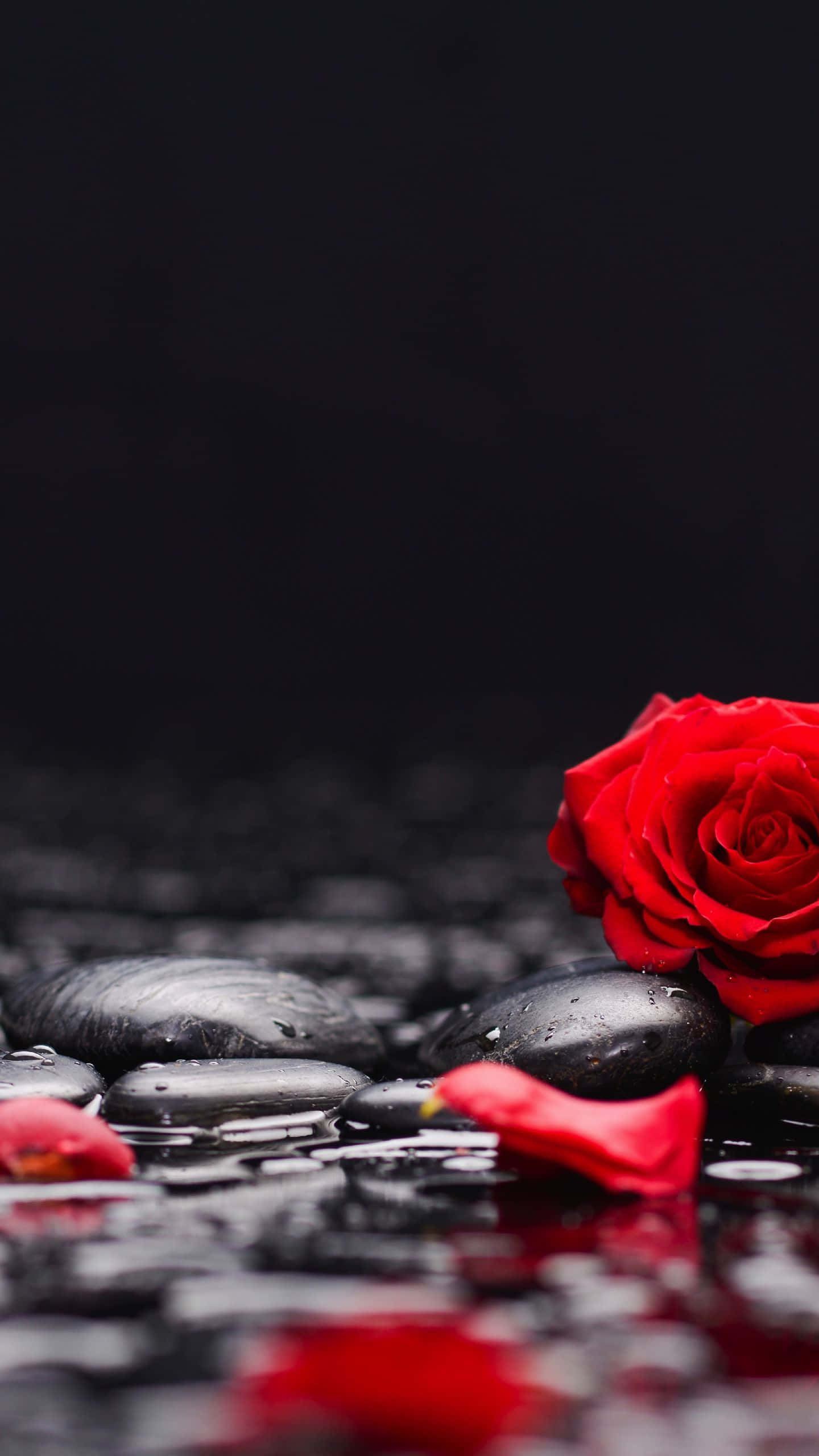 Rose Petal 桌布 壁紙 — 一朵鮮豔的紅玫瑰放在光亮的黑色石頭上，背景黑暗，散落著花瓣。