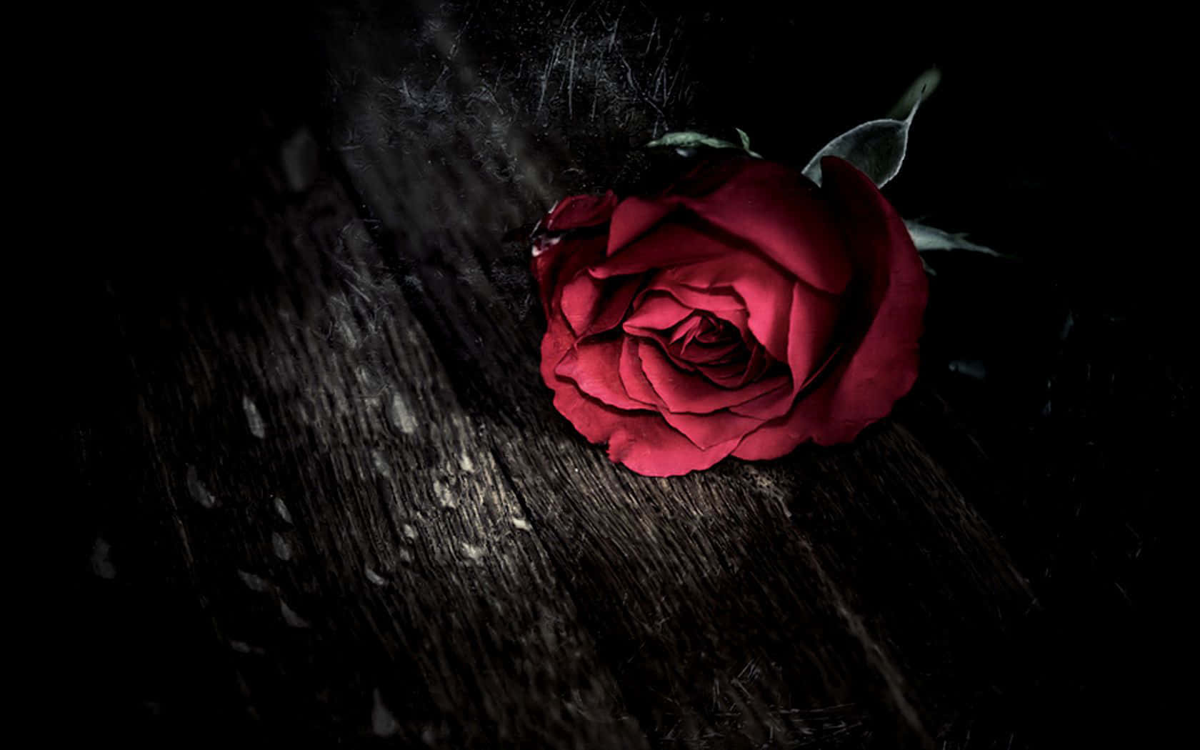 Roses 桌布 壁紙 — 一朵鮮豔的紅玫瑰放在深色風化的木頭上，在黑色背景下戲劇性的聚光燈下。
