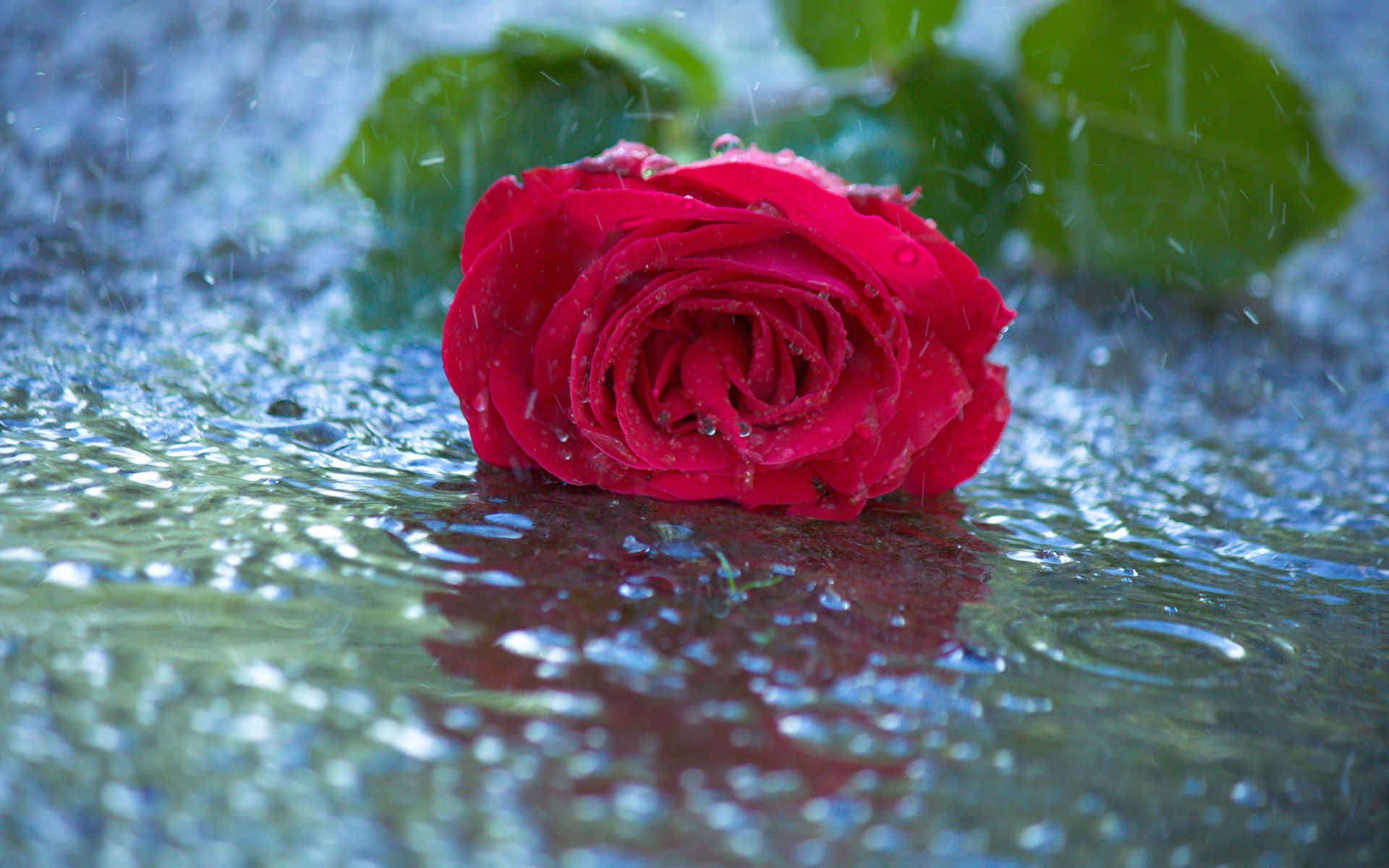 Rose In Rain 桌布 壁紙 — 一朵鮮豔的紅玫瑰漂浮在雨水中，花瓣上閃爍著水滴，背景中的綠葉模糊不清。