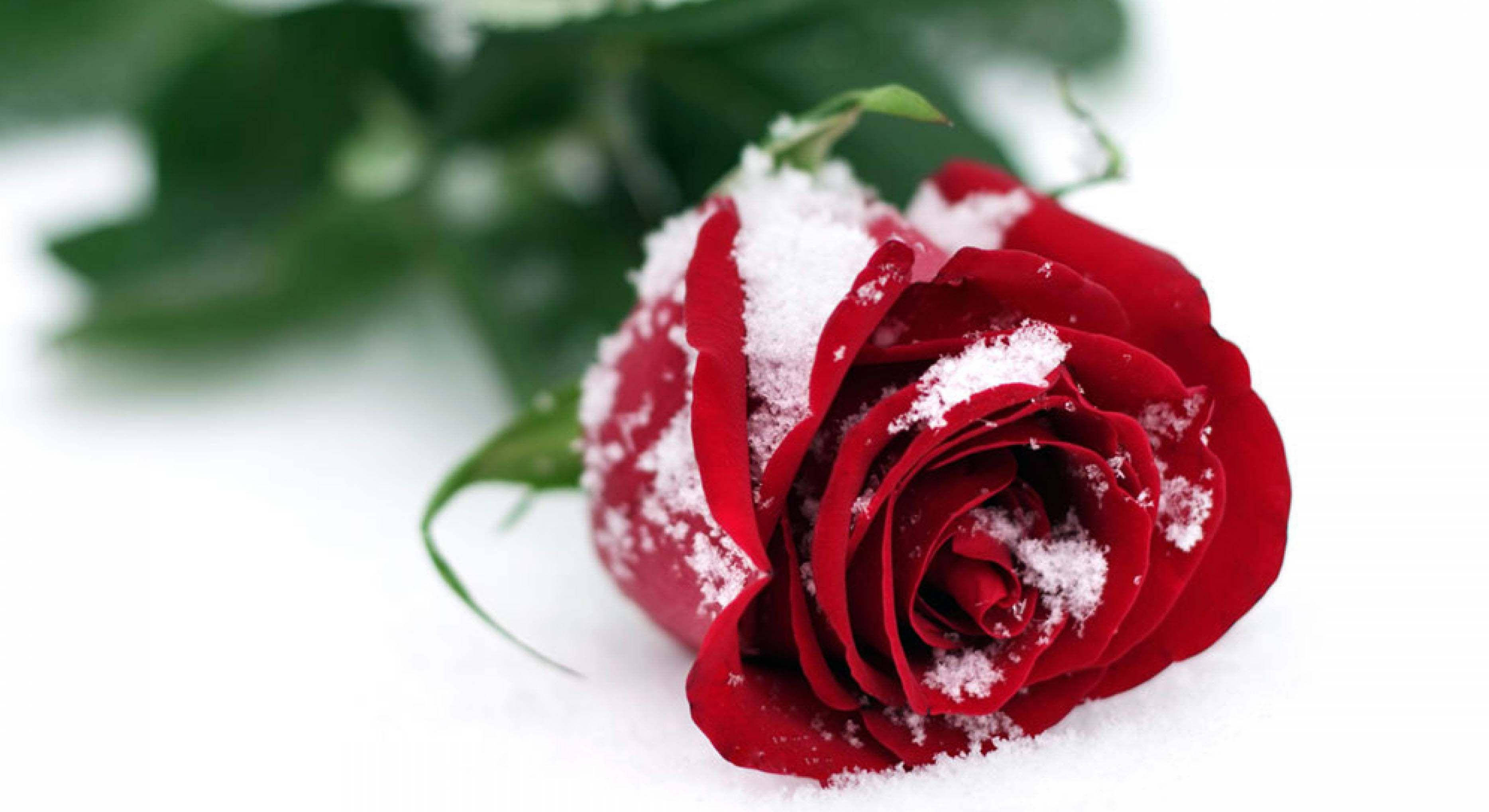 Roses Desktop 桌布 壁紙 — 一朵鮮豔的紅玫瑰灑上新雪，靠在柔和的白色背景上，帶有模糊的綠葉。