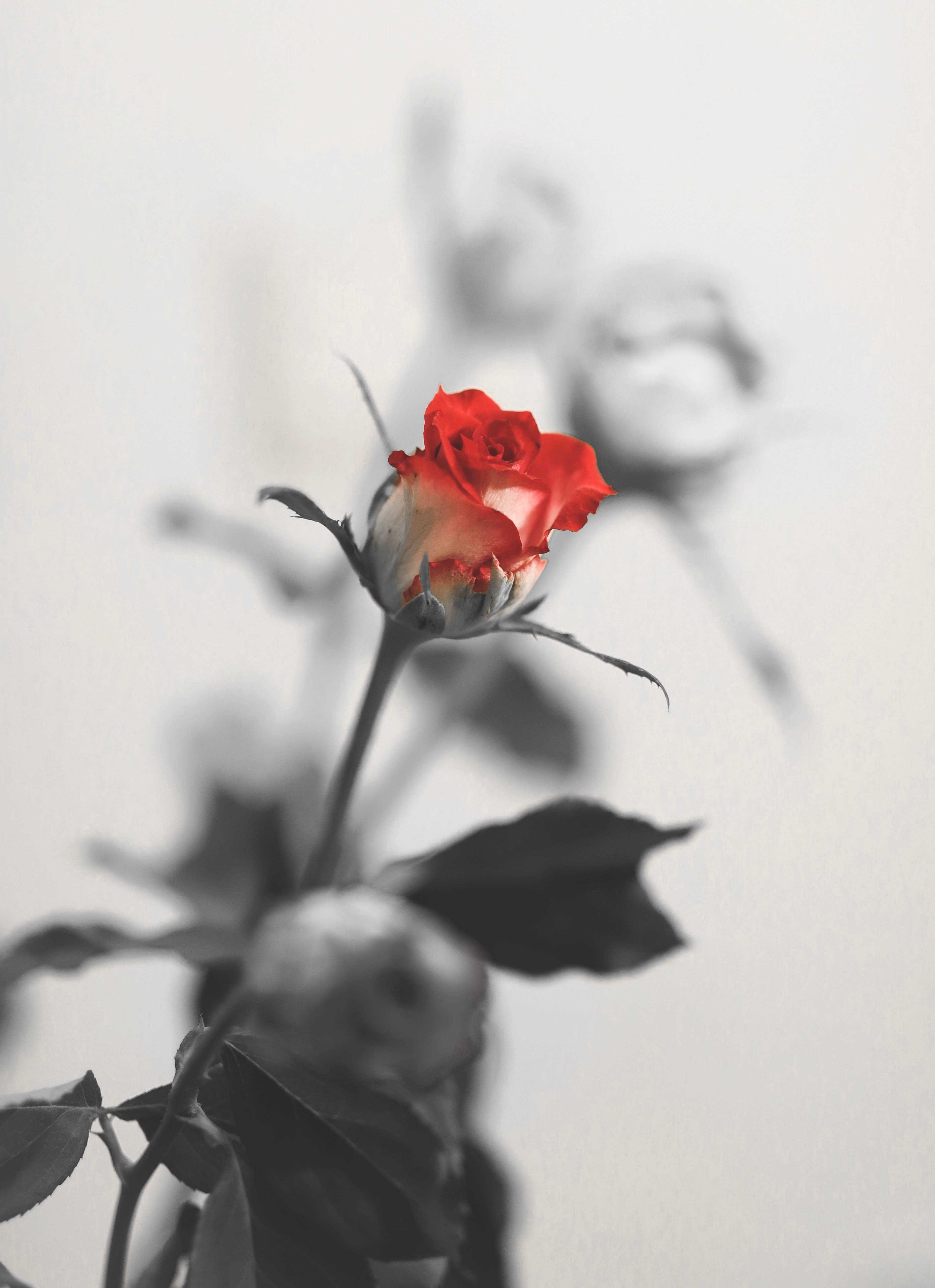 Romantic Rose 桌布 壁紙 — 一朵鮮豔的紅玫瑰花蕾在單色模糊的莖葉背景下清晰對焦。