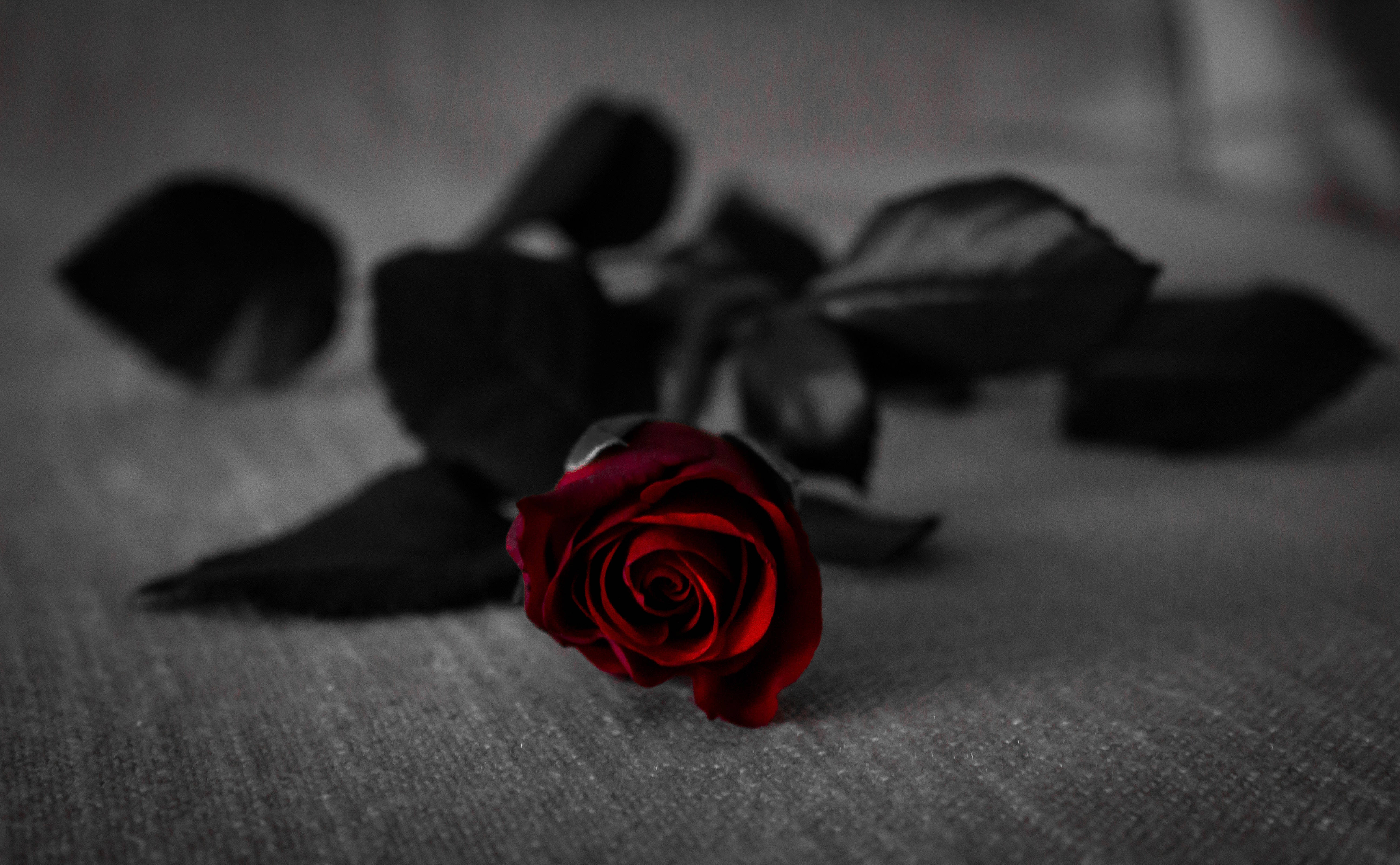 Rose Flower 桌布 壁紙 — 一朵鮮豔的紅玫瑰躺在有紋理的灰色表面上，周圍散落著黑色花瓣，營造出憂鬱的單色氛圍。