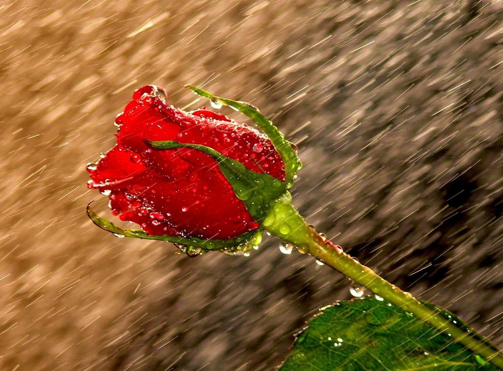 Rose In Rain 桌布 壁紙 — 一朵鮮豔的紅玫瑰閃爍著雨滴，落下的水痕模糊了溫暖的棕色背景。
