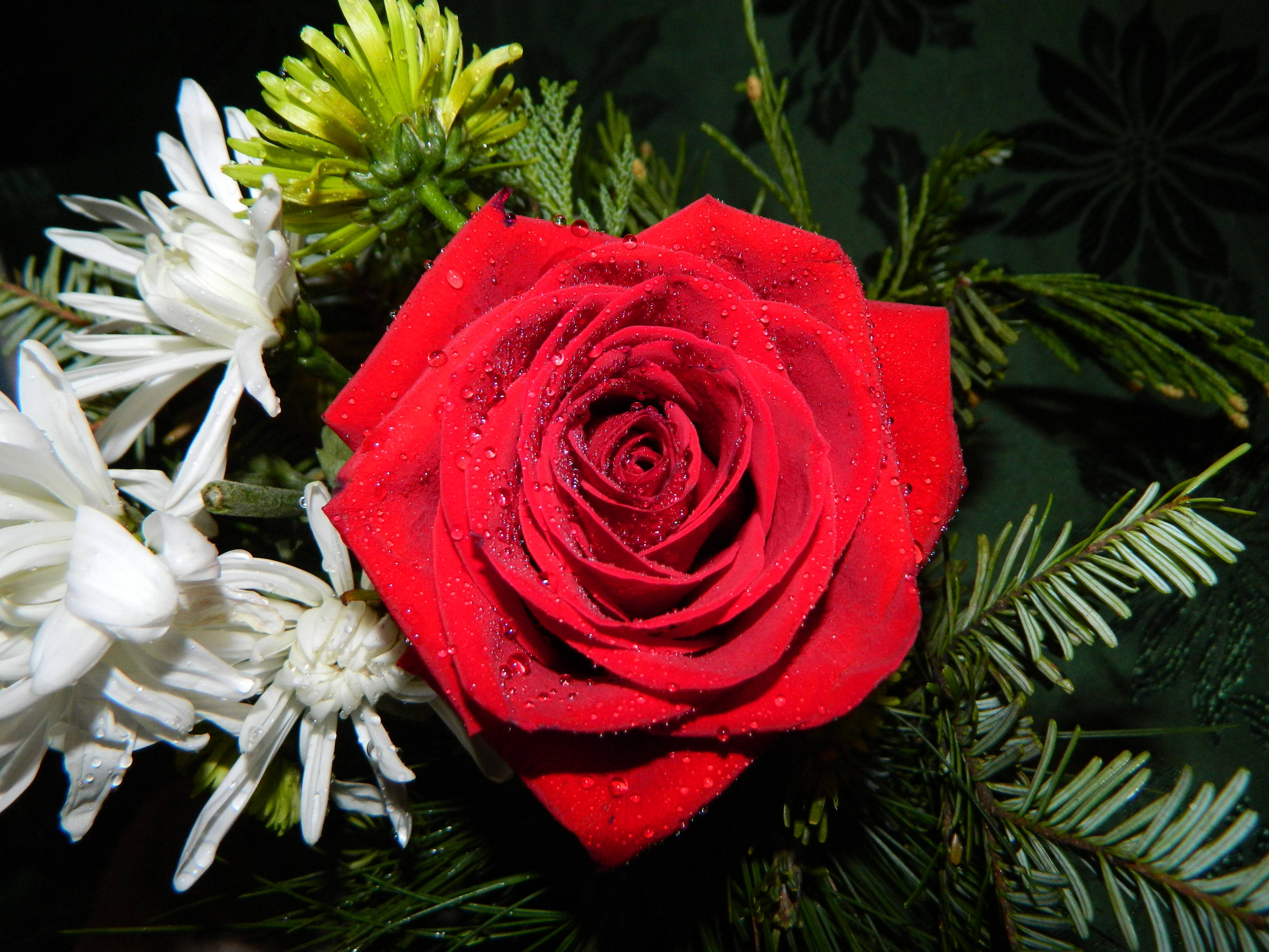 Rose HD 桌布 壁紙 — 一朵鮮豔的紅玫瑰閃爍著露珠，依偎在白菊花和綠松針之間。