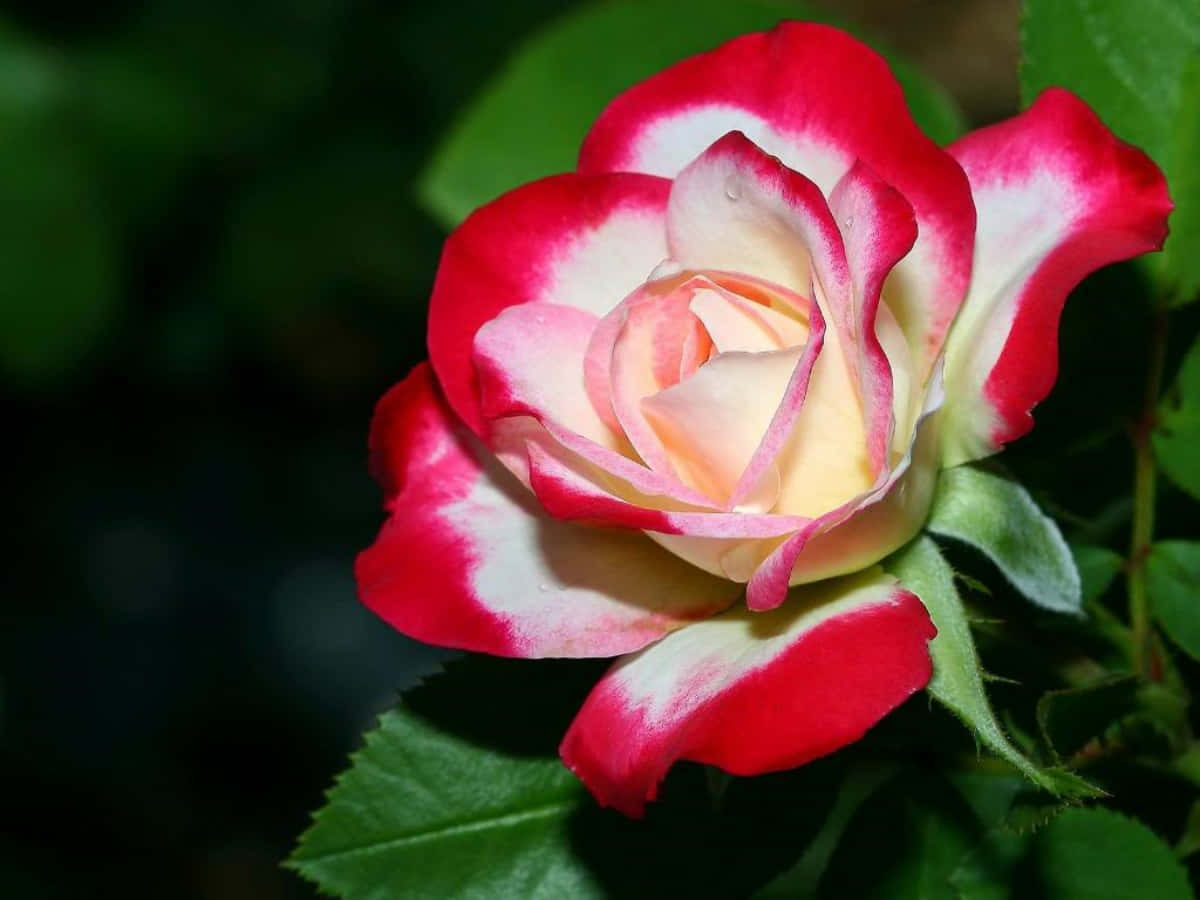 Beautiful Rose 桌布 壁紙 — 一朵鮮豔的紅白玫瑰在柔和模糊的綠色背景下嬌嫩綻放。
