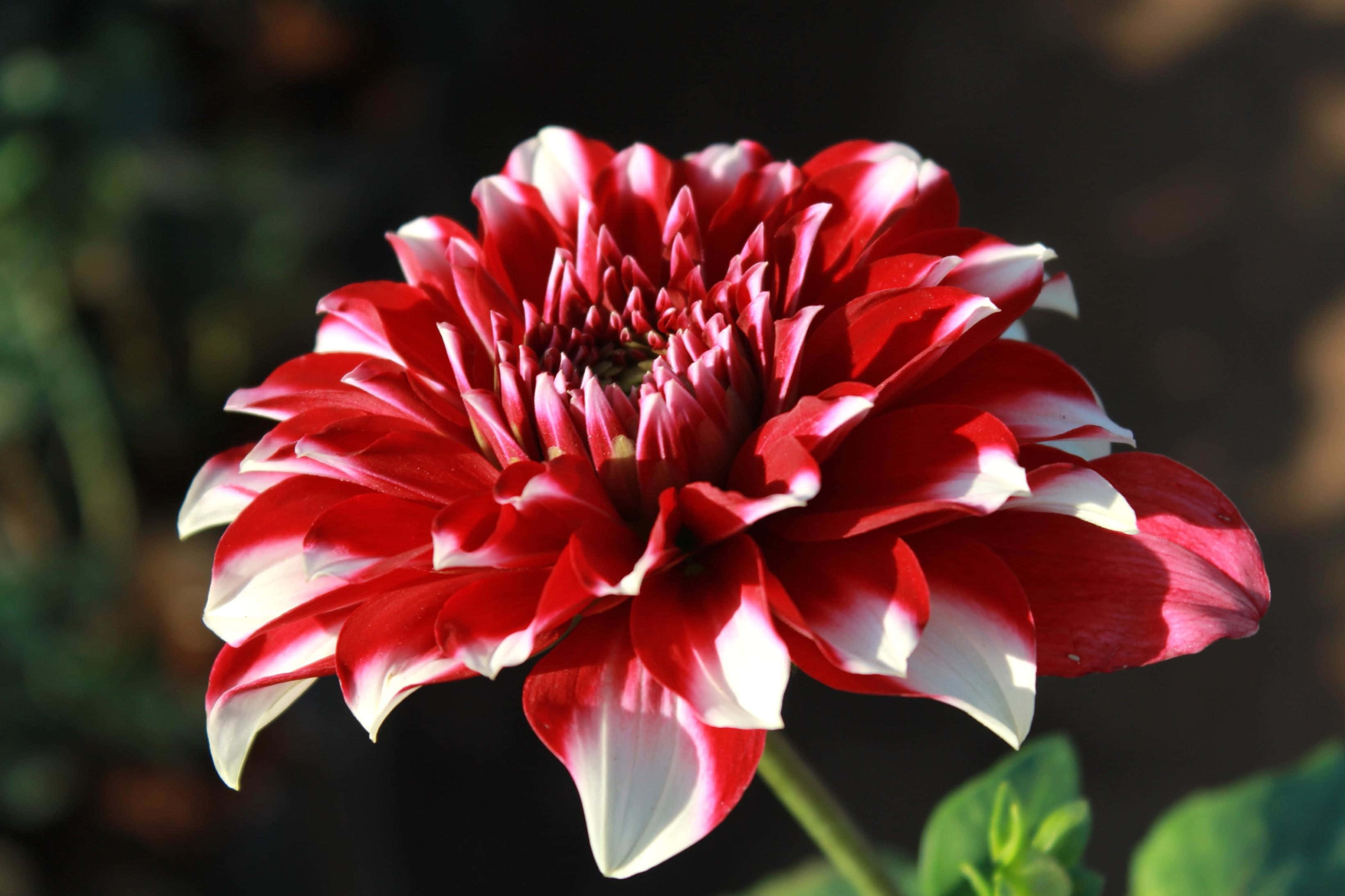 Blooming Flowers 桌布 壁紙 — 一朵鮮豔的紅白相間大麗花在柔和的模糊花園背景下盛開，焦點清晰。