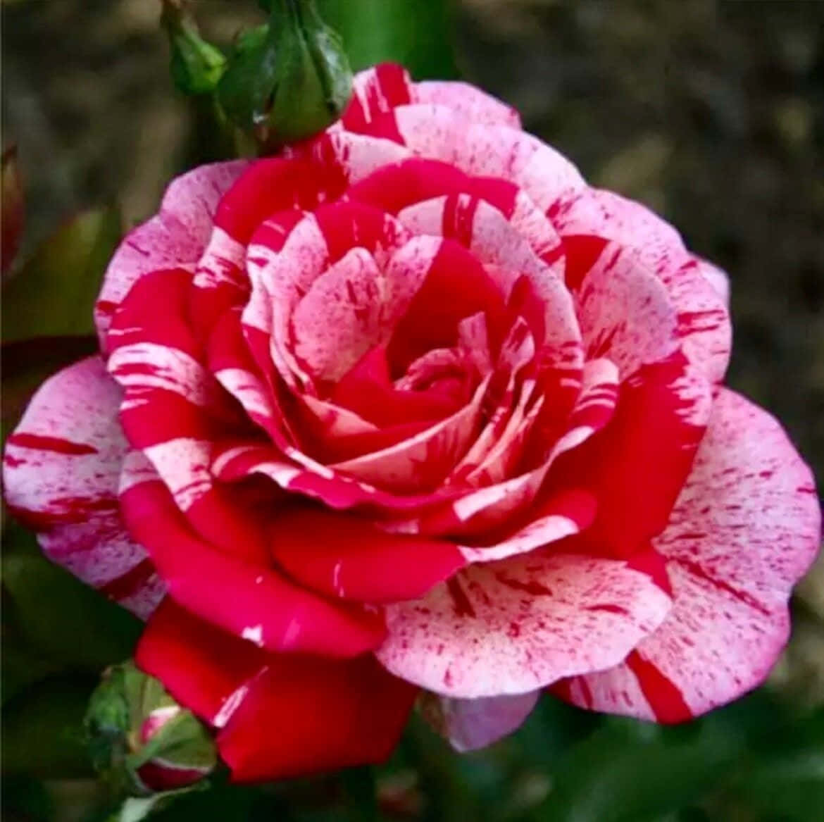 Single Rose 桌布 壁紙 — 一朵鮮豔的紅白雜色玫瑰在柔焦中盛開，背景是茂密的綠色樹葉。