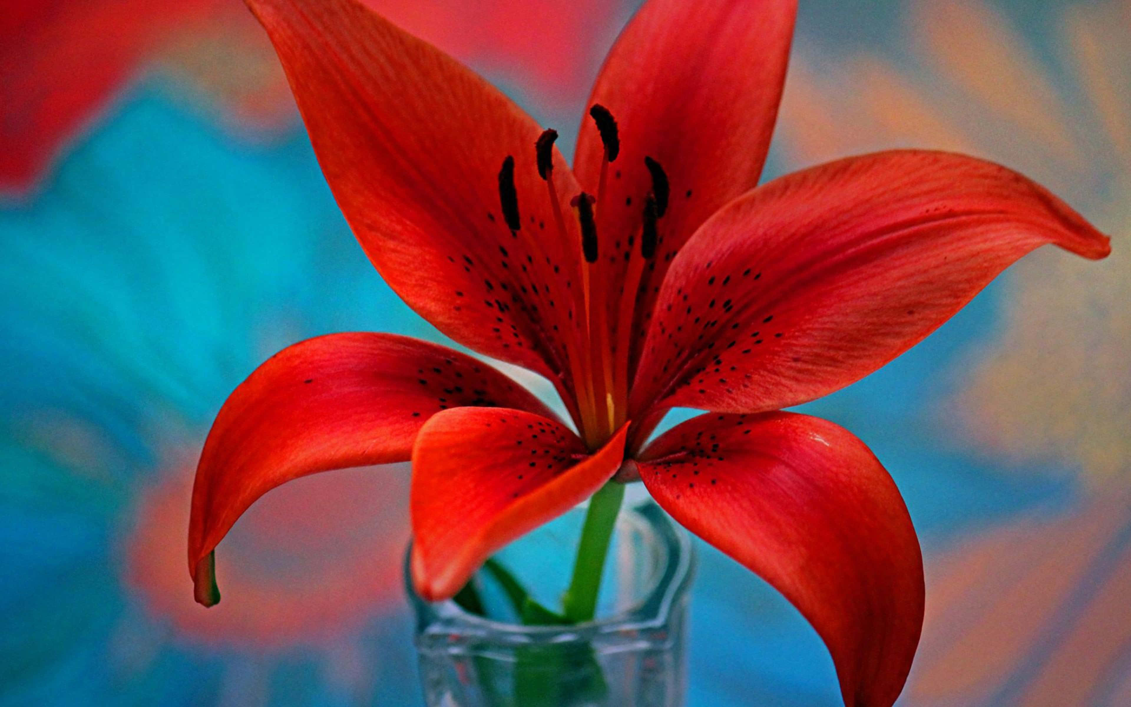 lily 桌布 壁紙 — 一朵鮮豔的紅百合，帶有深色斑點雄蕊，在透明玻璃花瓶中盛開，背景是模糊的藍色和紅色抽象圖案。