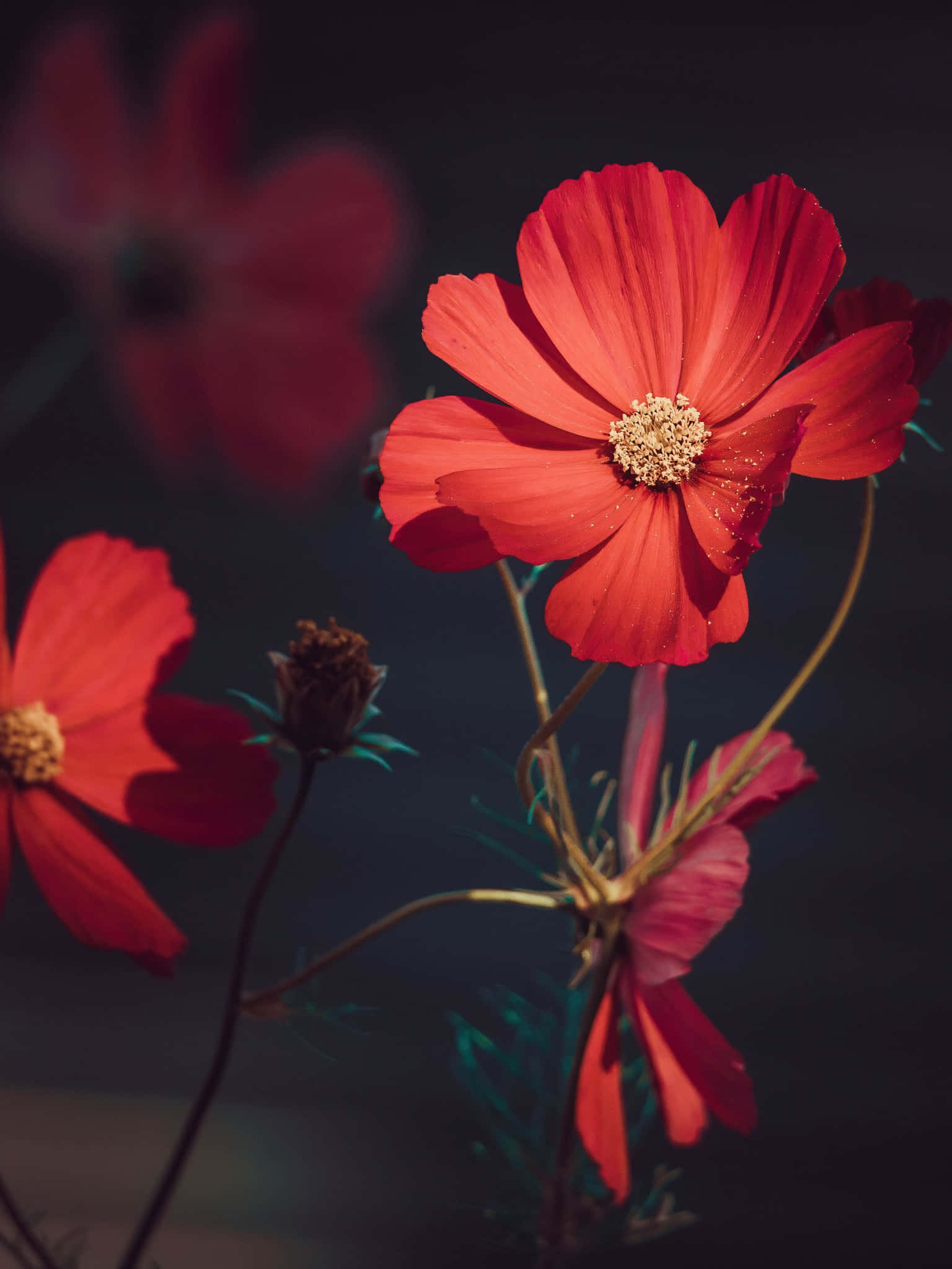 Red Flower Aesthetic 桌布 壁紙 — 一朵鮮豔的紅色大波斯菊花在柔和焦點下盛開，背景陰暗富有氣氛，帶有細微的綠色莖幹和露珠。