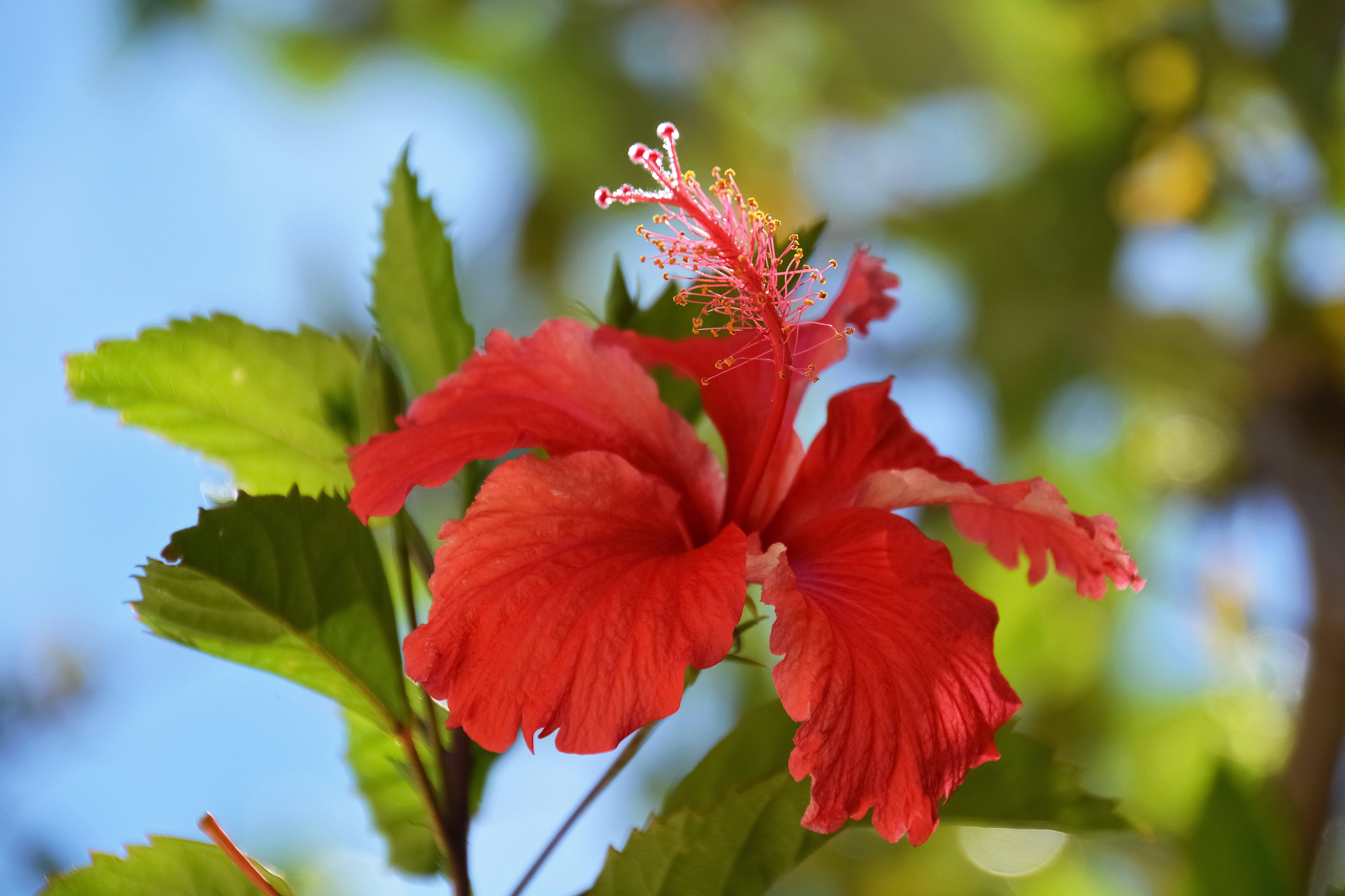 Vanuatu 桌布 壁紙 — 一朵鮮豔的紅色木芙蓉花在柔和的藍天和背景的綠色樹葉中盛開。