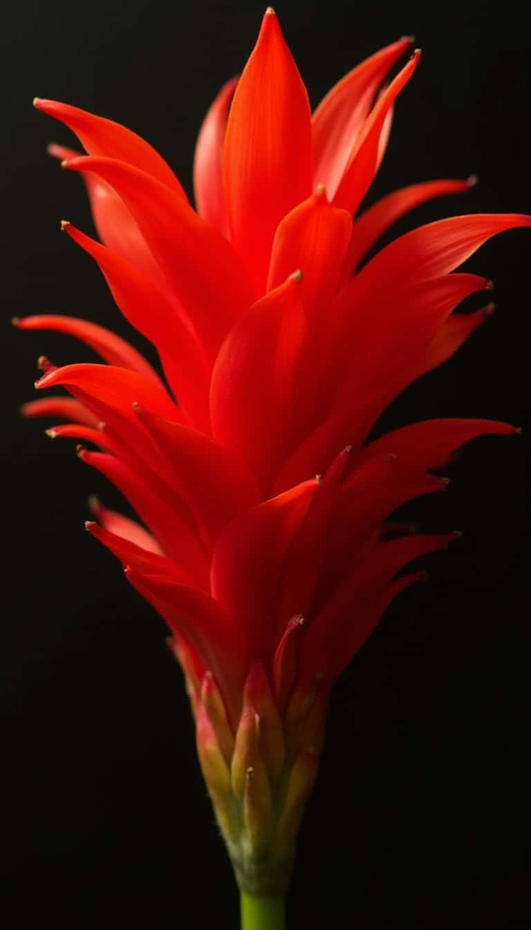 Flower 壁紙 — 一朵鮮豔的紅色花朵，帶有尖刺花瓣，在純黑背景上綻放光芒。
