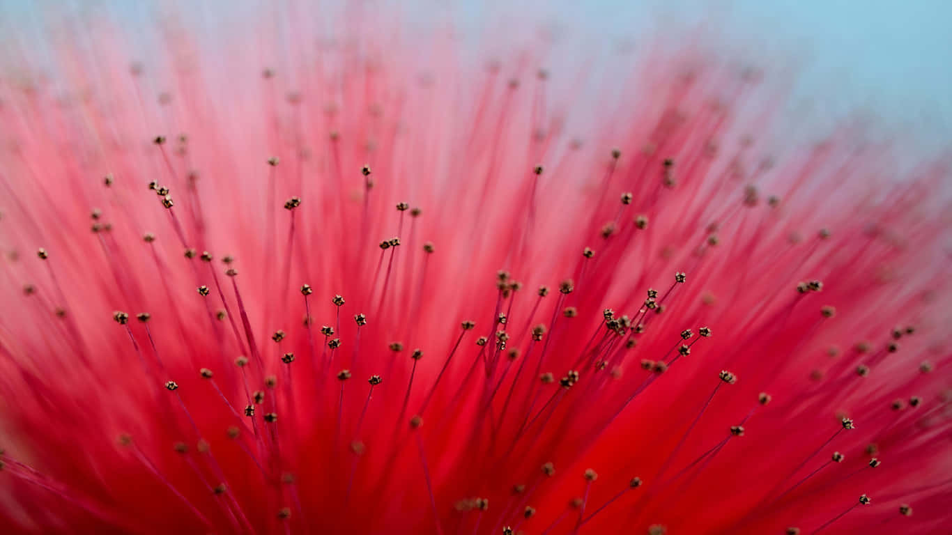 Red Flowers 桌布 壁紙 — 一朵鮮豔的紅色花朵，帶有精緻的細絲和微小的深色尖端，在柔和的藍色背景下綻放。