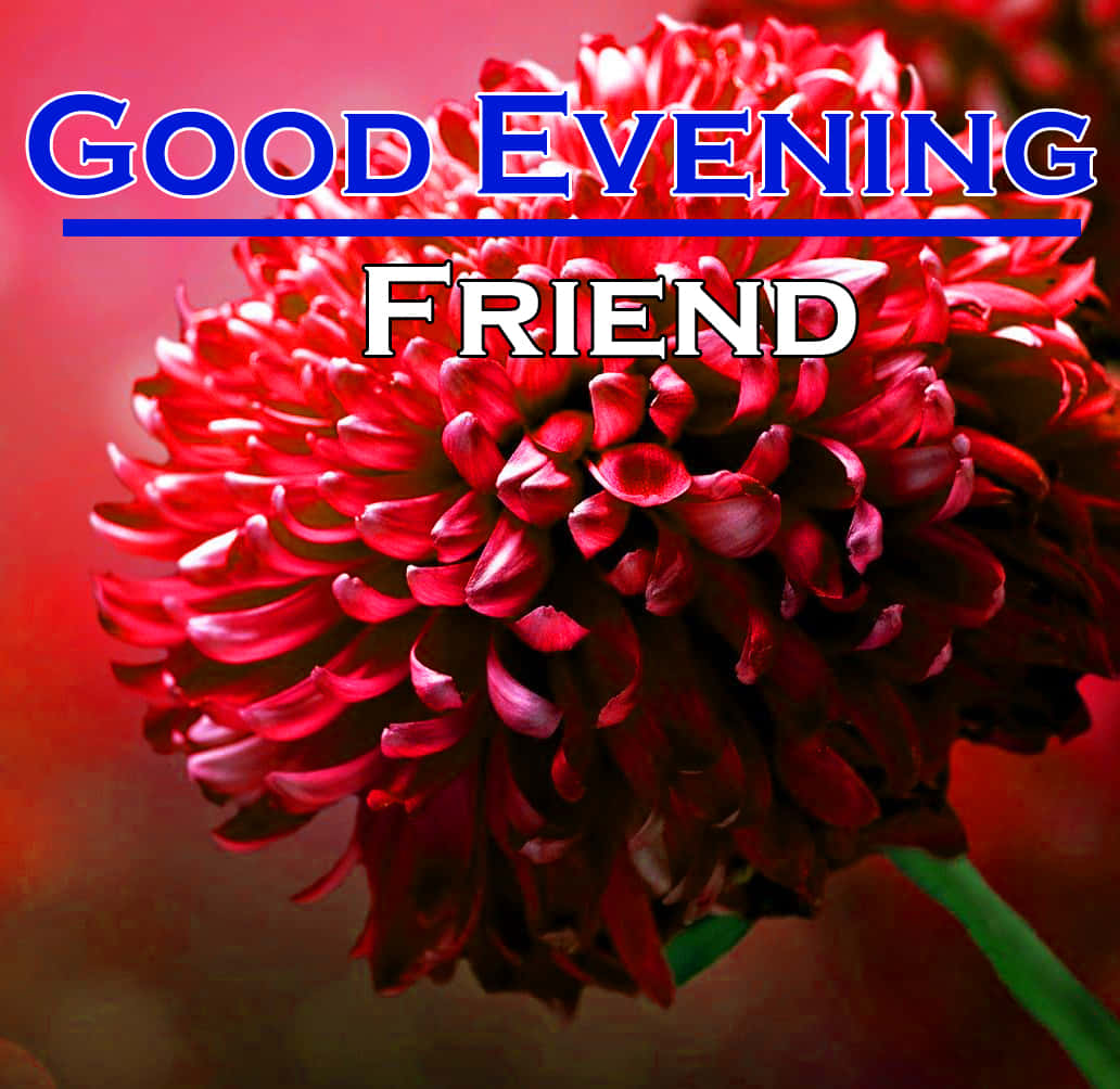 Good Evening 桌布 壁紙 — 一朵鮮豔的紅色菊花在溫暖的漸層背景上綻放，並有粗體文字寫著「晚上好，朋友」。
