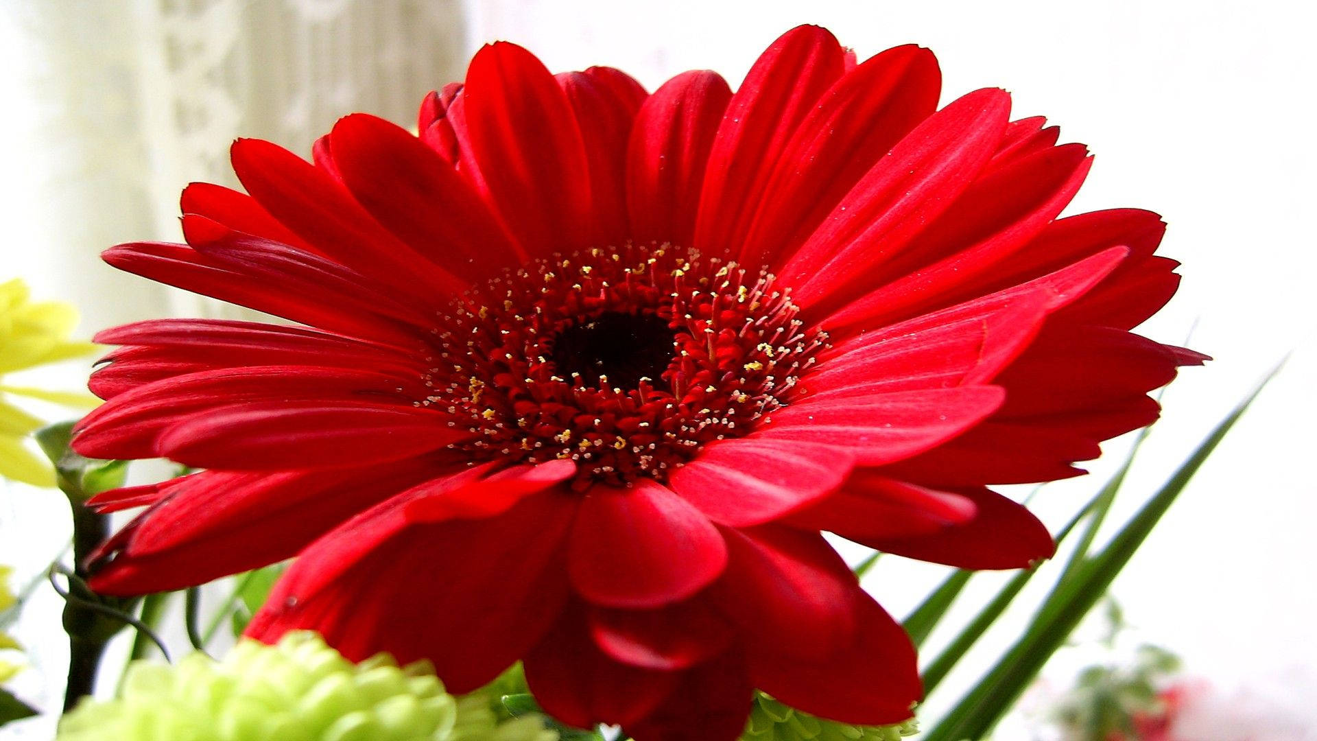 紅色動圖 桌布 壁紙 — 一朵鮮豔的紅色非洲菊雛菊，花瓣層層疊疊，中心深色，在柔和模糊的背景襯托下燦爛綻放。