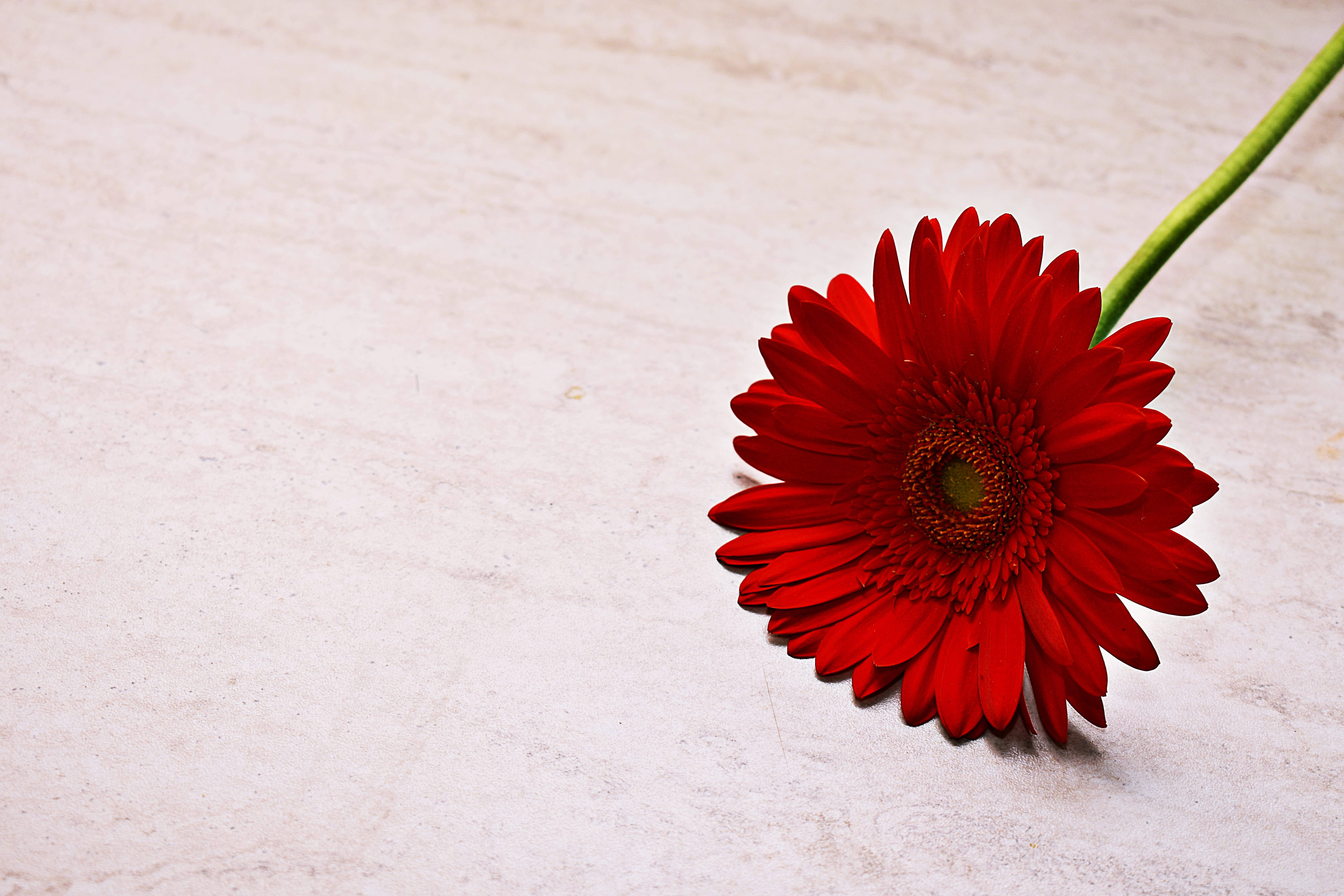 花朵 桌布 壁紙 — 一朵鮮豔的紅色非洲菊雛菊放在有紋理的米白色表面上，綠色的莖向上延伸。