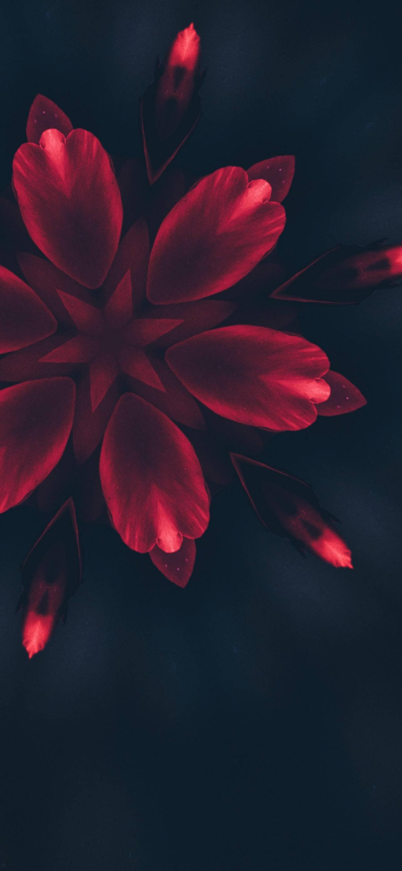 iPhone 14 Pro 壁紙 桌布 壁紙 — 一朵鮮豔的紅花在深色背景中綻放，帶有發光的花瓣和微妙的光效。