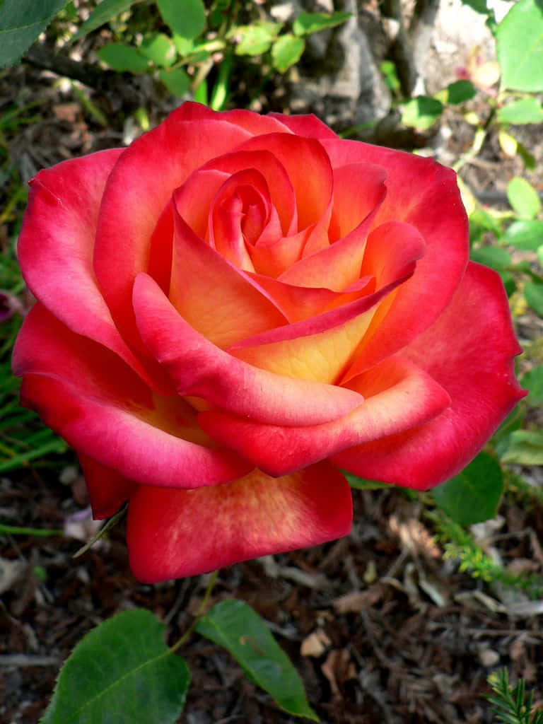 Hybrid Tea Roses 桌布 壁紙 — 一朵鮮豔的紅黃玫瑰在柔和的花園光線中綻放，下方有綠葉和覆蓋物。