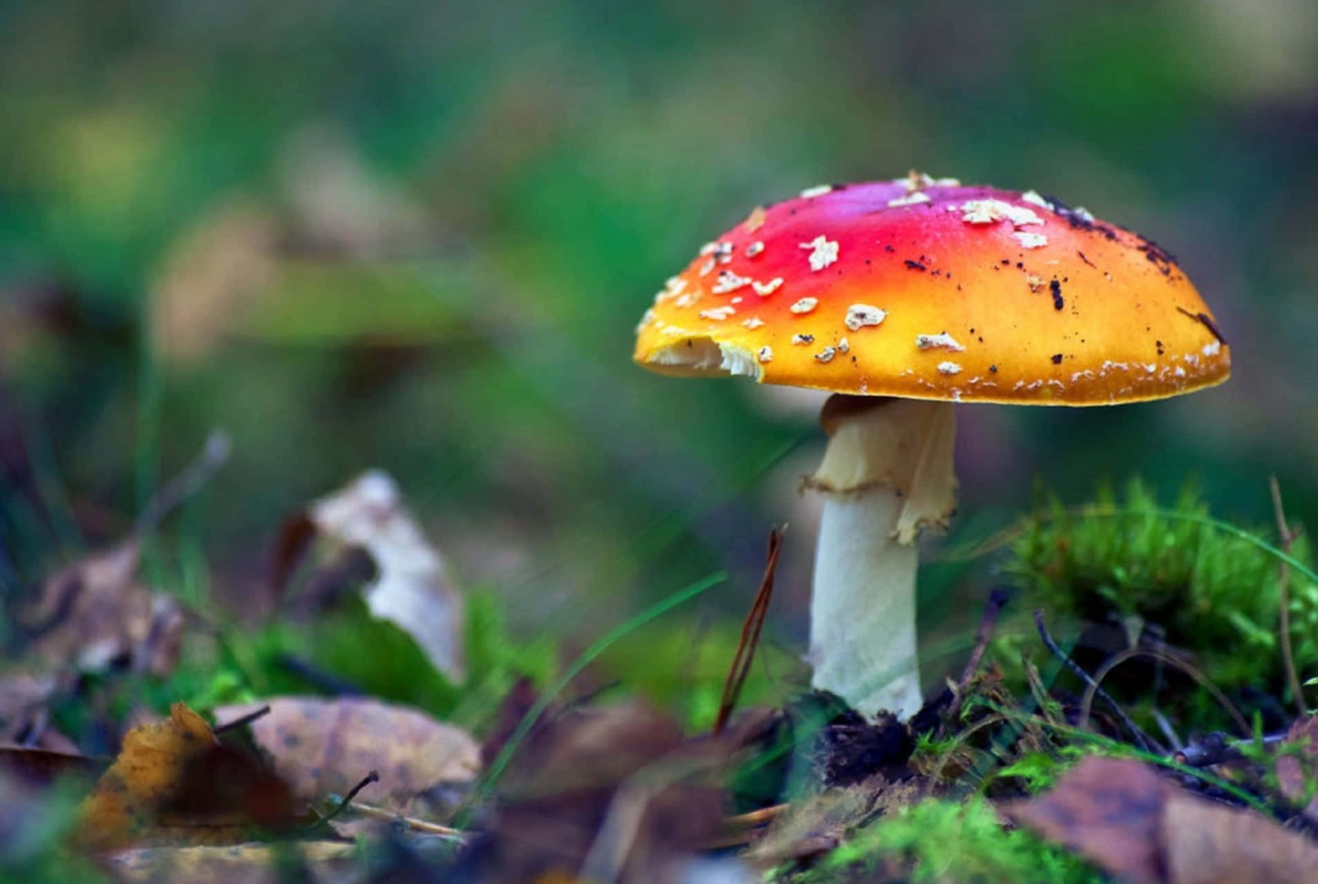 Kawaii Mushroom 桌布 壁紙 — 一朵鮮豔的紅黃色毒蠅傘，帶有白色斑點，在森林的苔蘚和落葉中生長。
