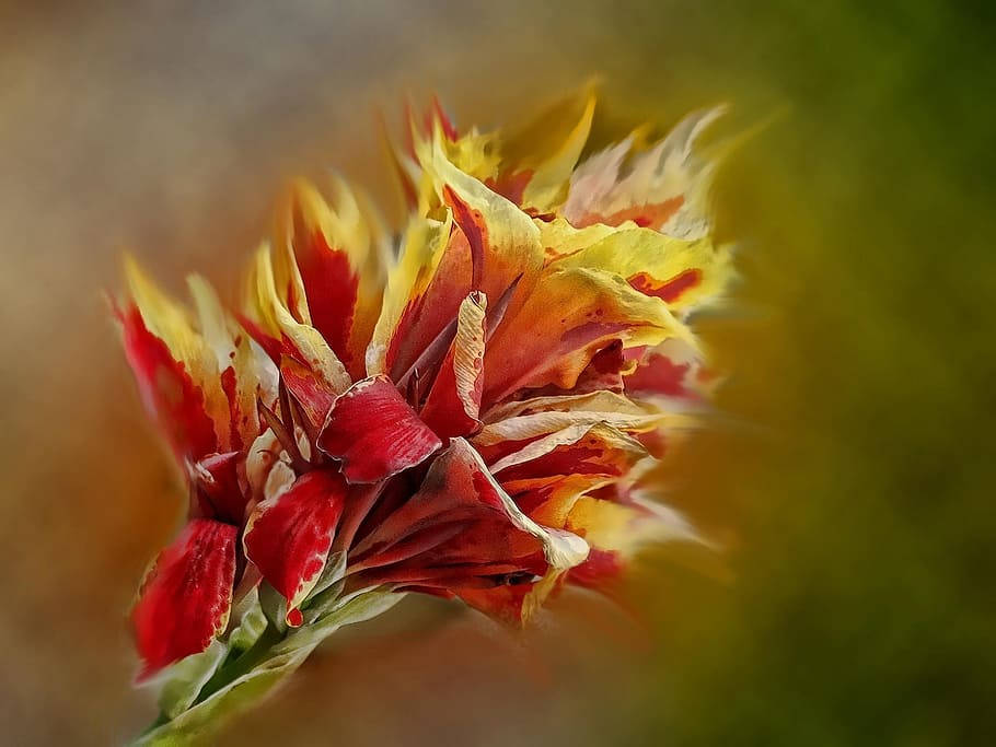 Gladiolus 桌布 壁紙 — 一朵鮮豔的紅黃色花朵，帶有火焰般的花瓣，在柔和的模糊背景下盛開。