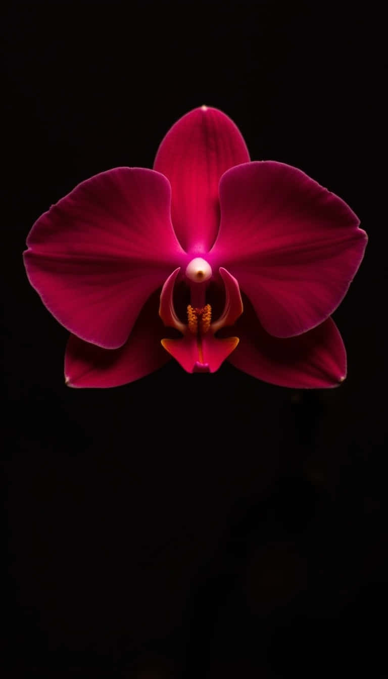 Flower 壁紙 — 一朵鮮豔的紫紅色蘭花在純黑色背景上綻放，柔和的光線突出了其精緻的花瓣和黃色中心。