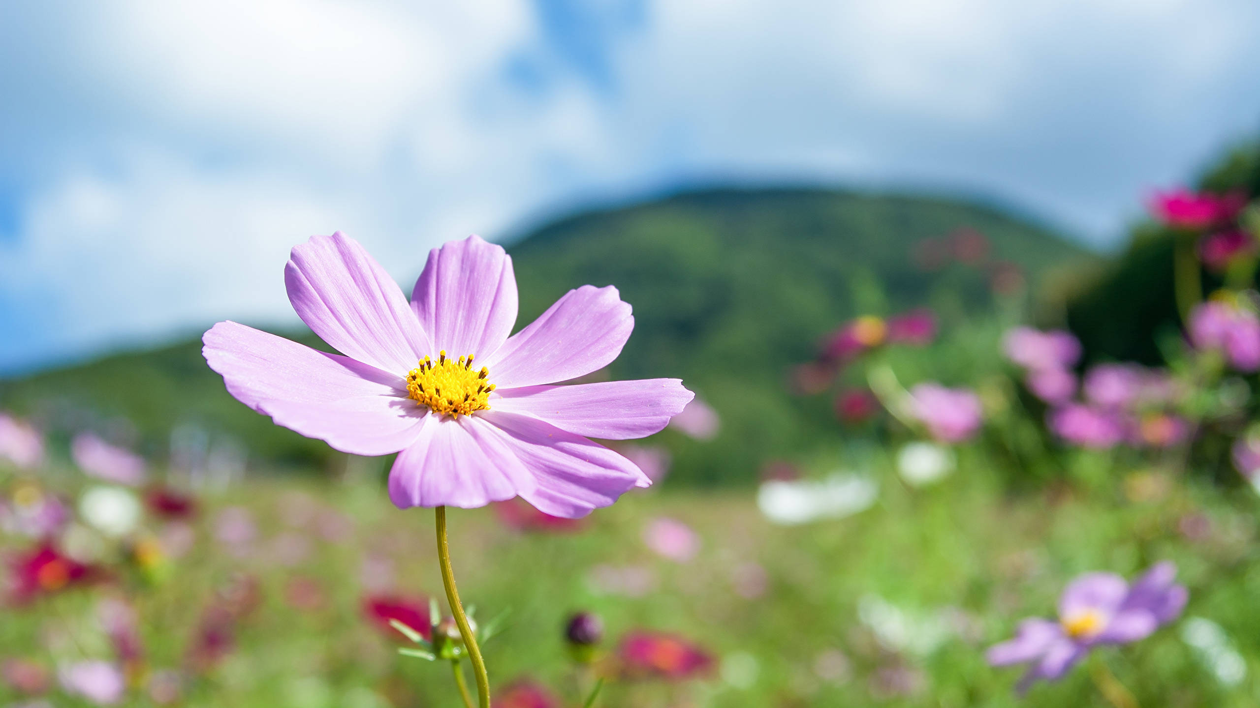 Flower Field 桌布 壁紙 — 一朵鮮豔的紫色大波斯菊，帶有黃色花心，在清晰對焦下盛開，背景是柔和模糊的野花田、遠處的綠色山丘和明亮的藍天。