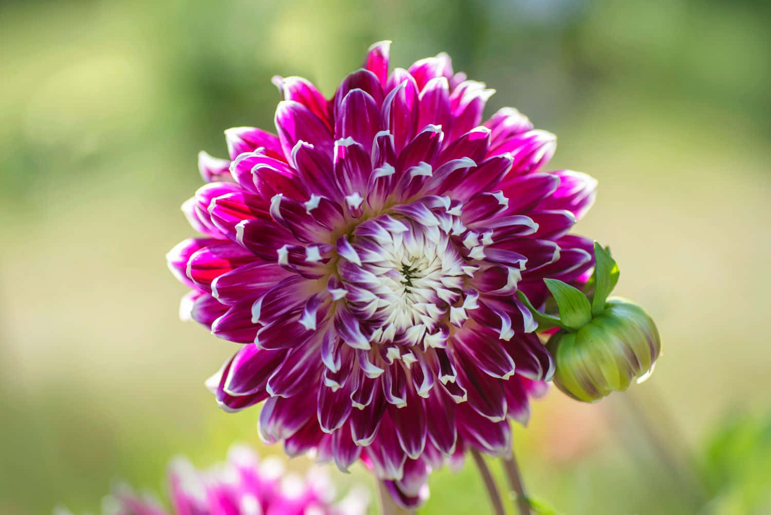 Flowers 桌布 壁紙 — 一朵鮮豔的紫色大麗花，花瓣尖端呈白色，在柔焦效果下於綠色花園背景中綻放。