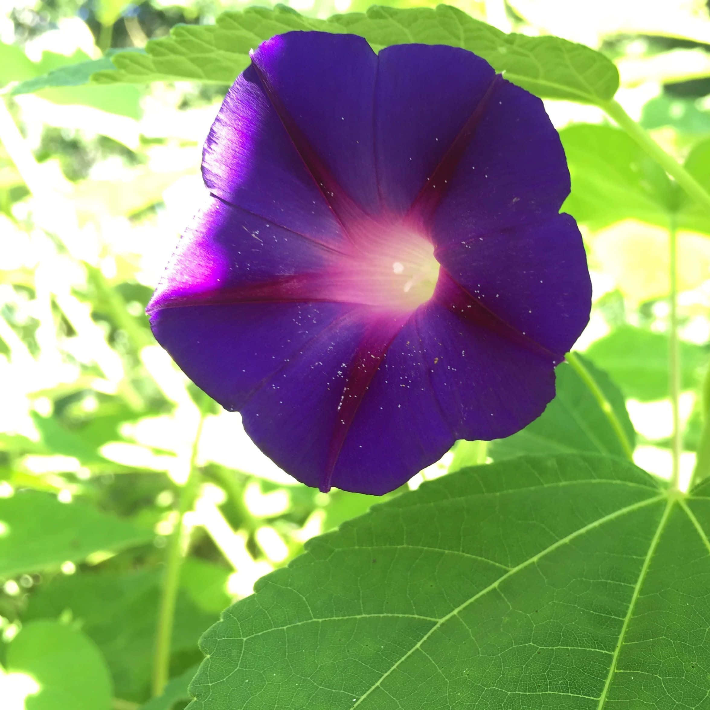Purple Flower 桌布 壁紙 — 一朵鮮豔的紫色牽牛花在沐浴著明亮陽光的茂密綠葉背景下盛開。