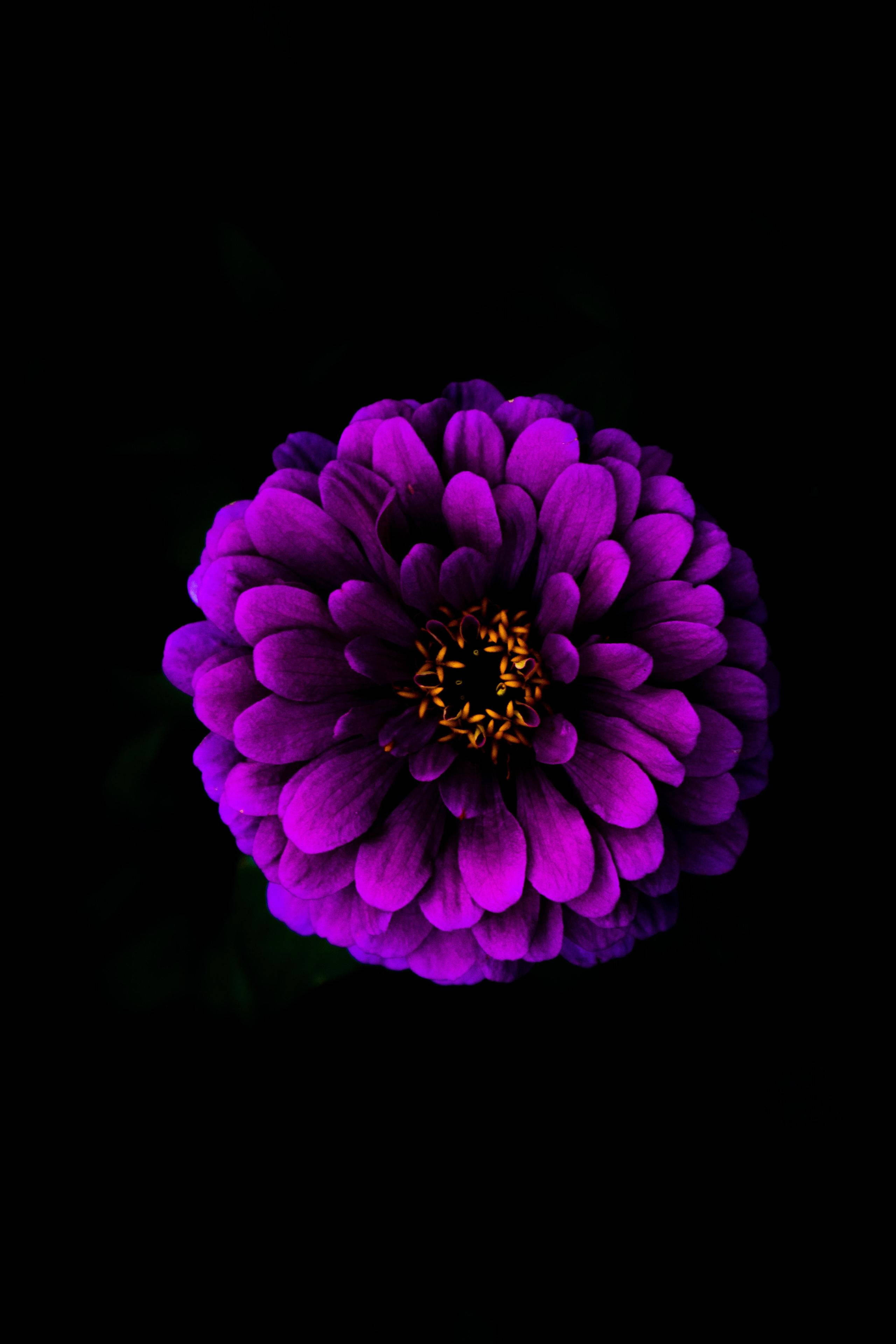 花朵蘋果 桌布 壁紙 — 一朵鮮豔的紫色百日菊，金色花心，在純黑色背景上綻放。