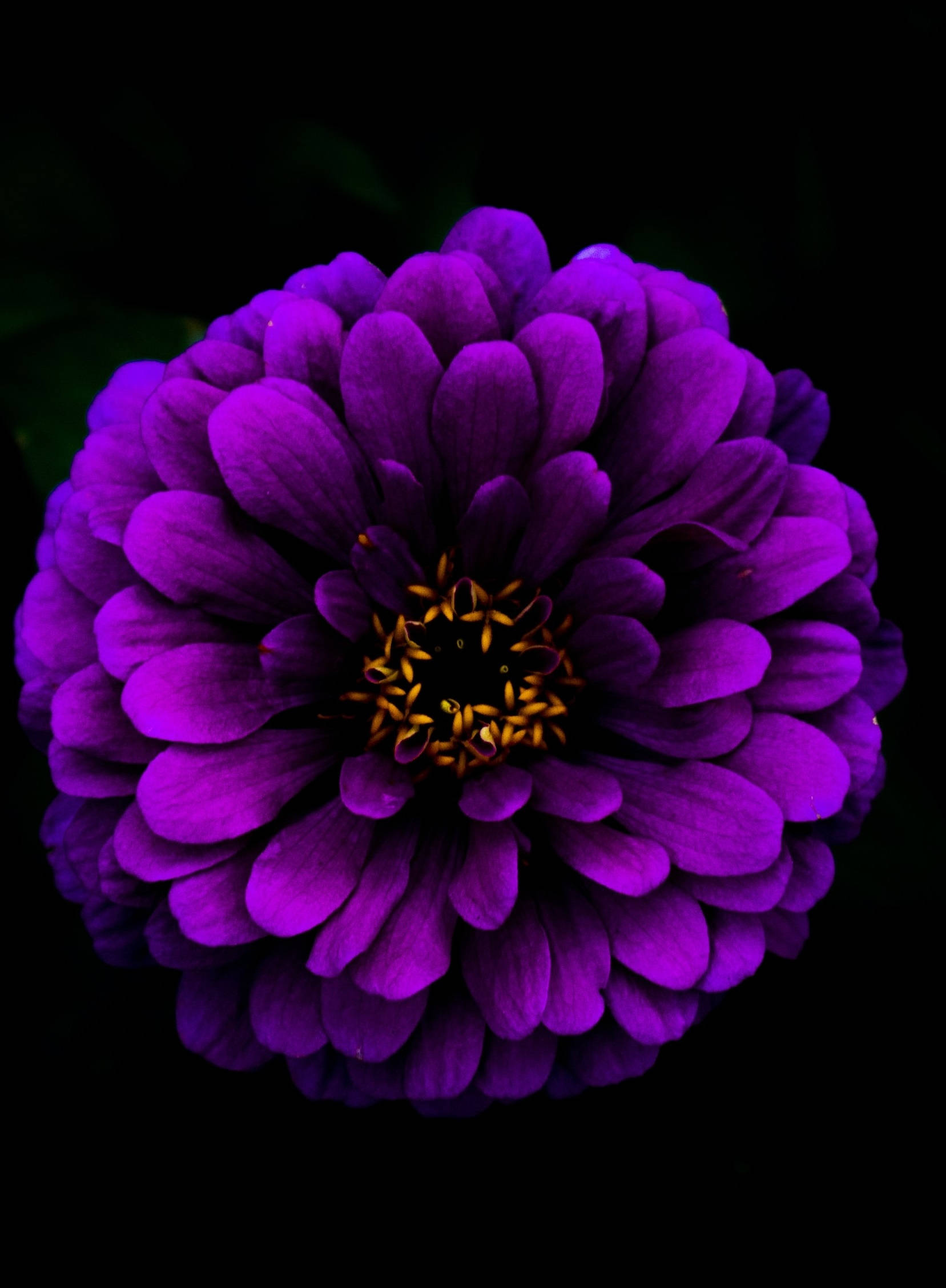 桌布 壁紙 — 一朵鮮豔的紫色百日菊，金色花心，在純黑背景下盛開。