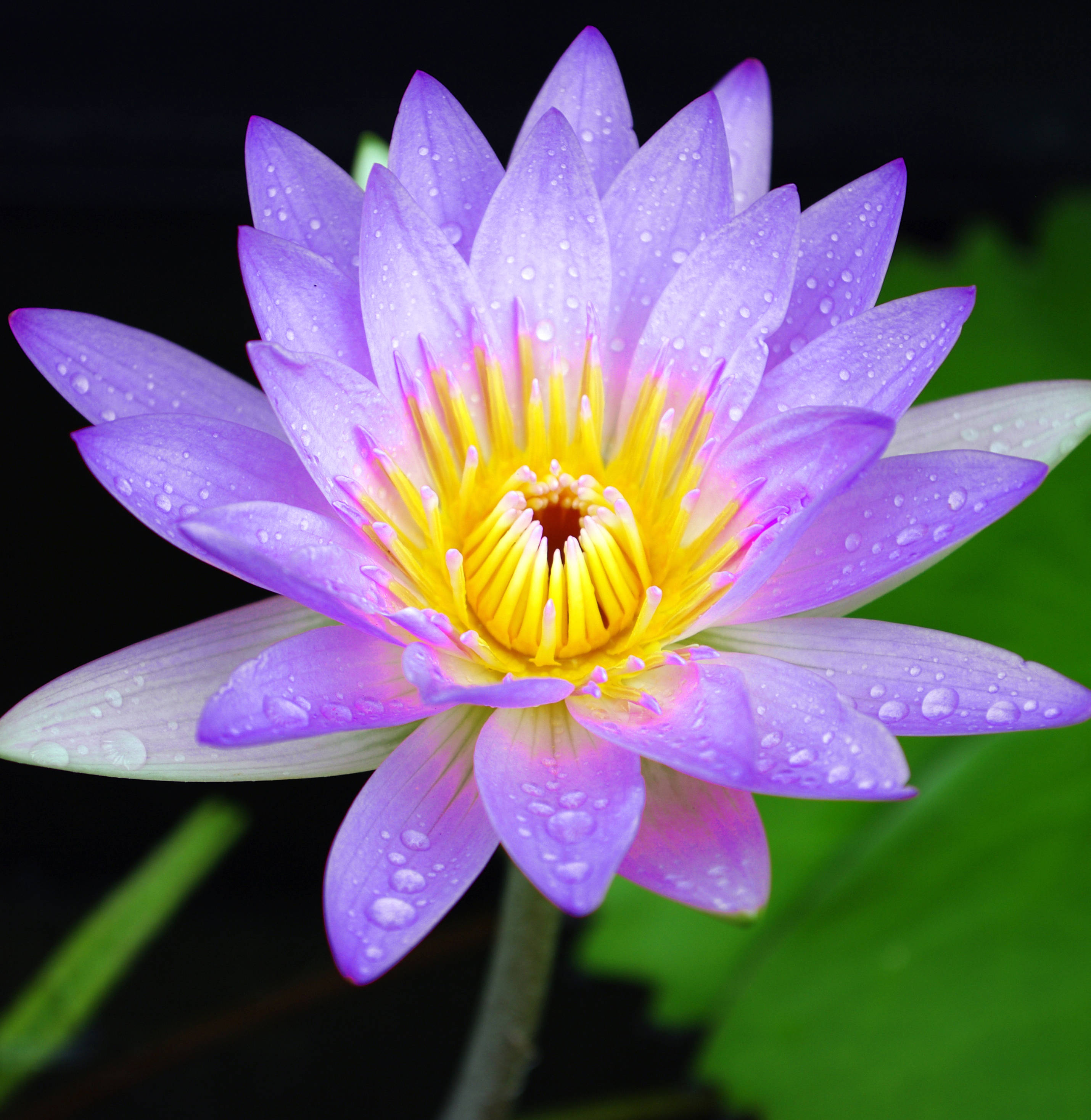 lotus 桌布 壁紙 — 一朵鮮豔的紫色睡蓮，帶有黃色中心和露珠，在深色水和綠葉中綻放。