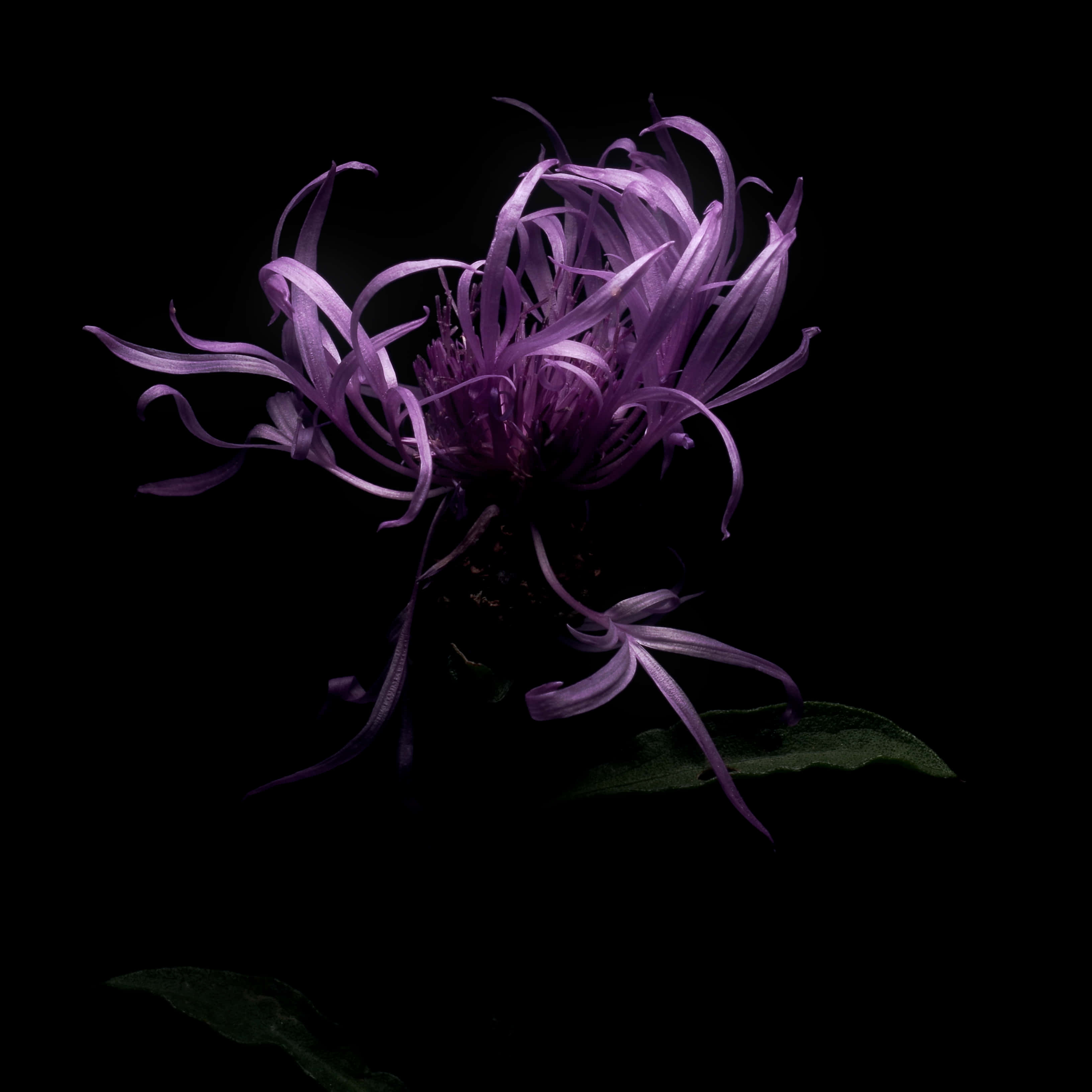 Purple Flower 桌布 壁紙 — 一朵鮮豔的紫色花朵，帶有精緻、捲曲的花瓣，在深黑色背景上閃耀。