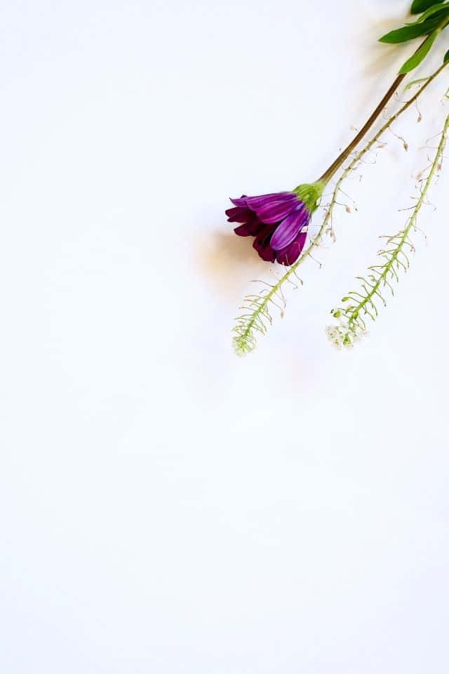 iPhone Flower 桌布 壁紙 — 一朵鮮豔的紫色花朵，帶有纖細的綠色莖和細小的白色花蕾，斜放在潔白的表面上。