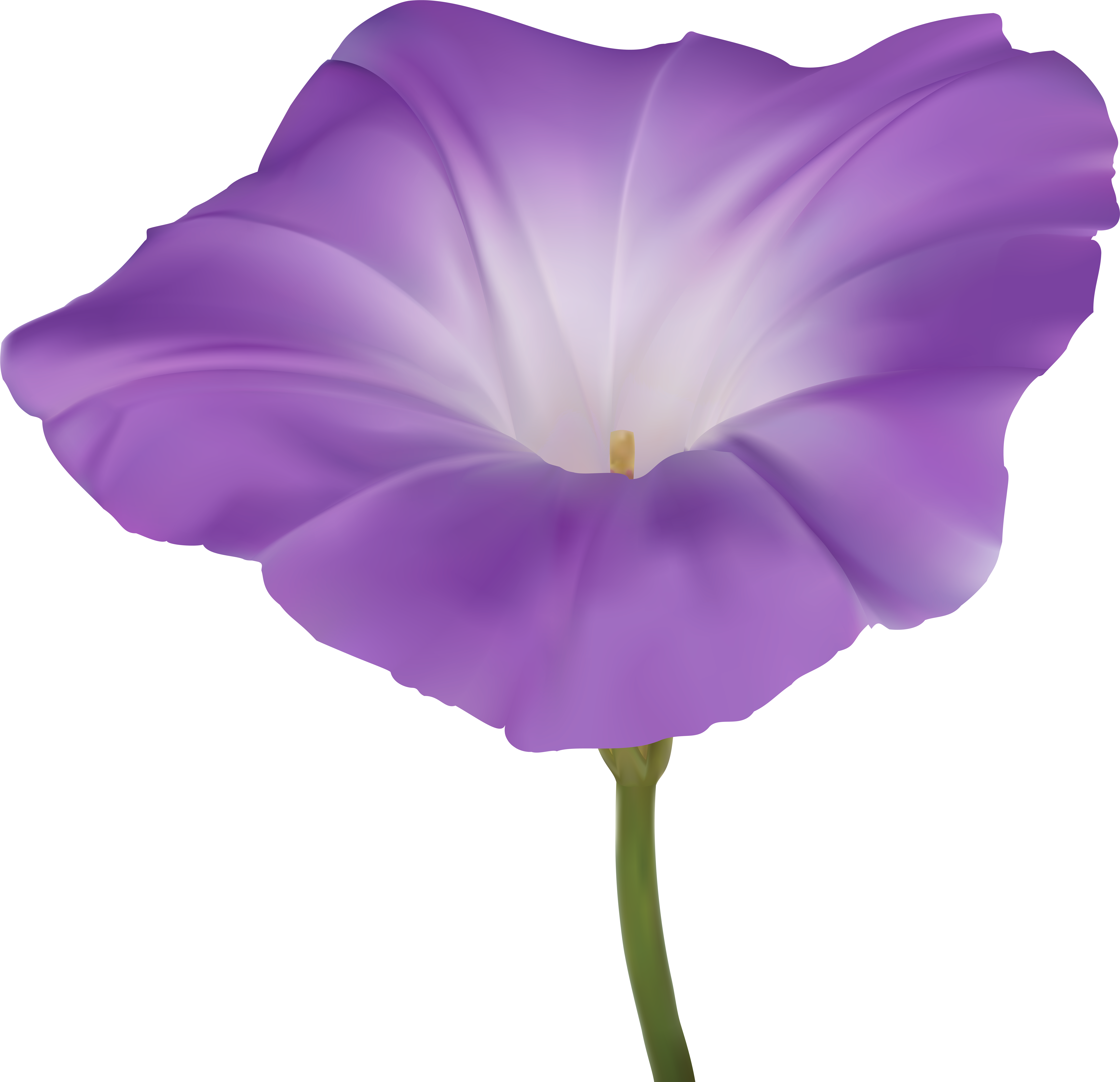 花 桌布 壁紙 — 一朵鮮豔的紫色花朵，白色花心和綠色莖部，在純黑色背景上格外突出。