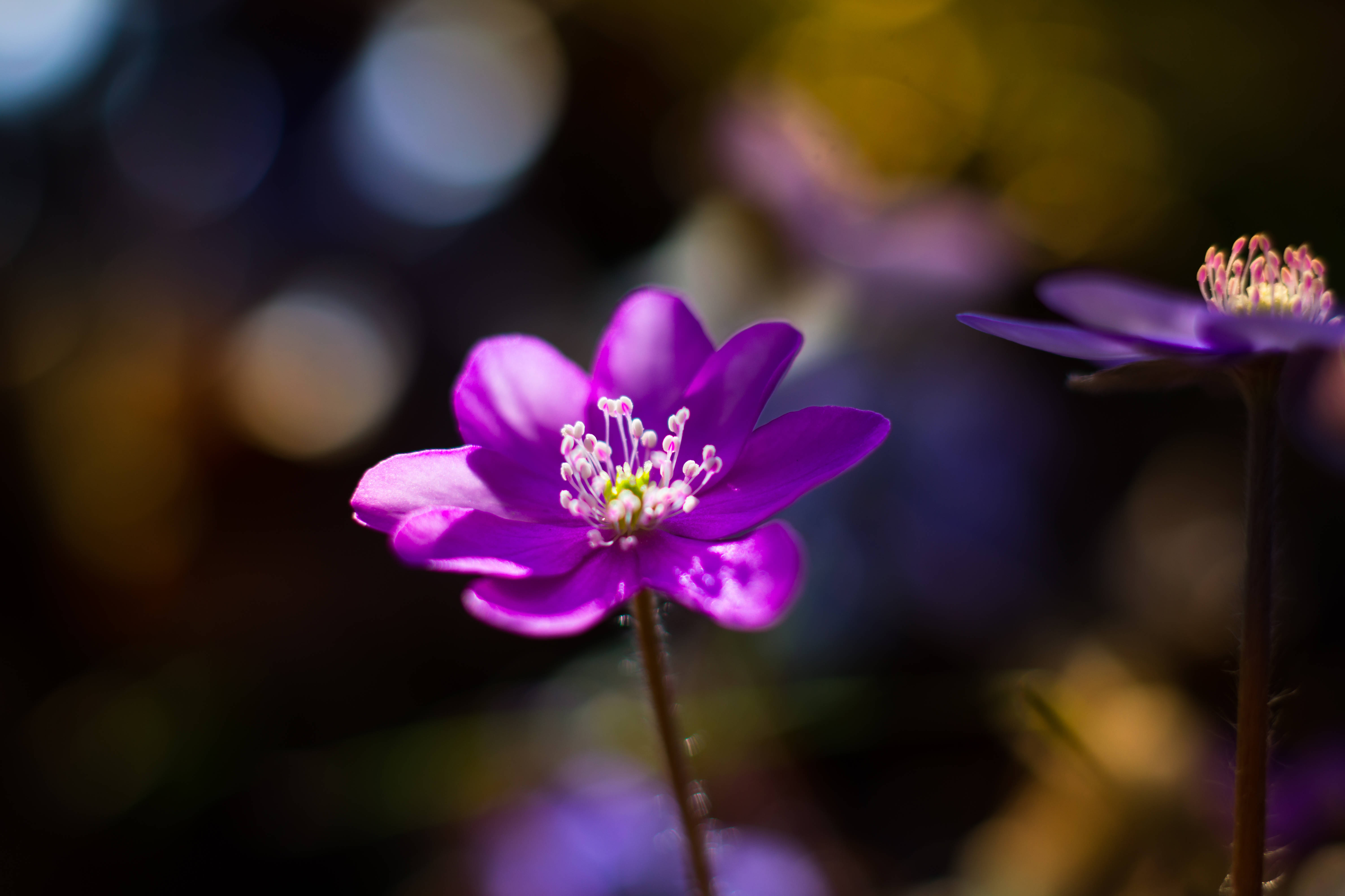 紫色 桌布 壁紙 — 一朵鮮豔的紫色花朵，花瓣細膩，中心細節豐富，在金色和深色散景的柔和模糊背景下清晰對焦。