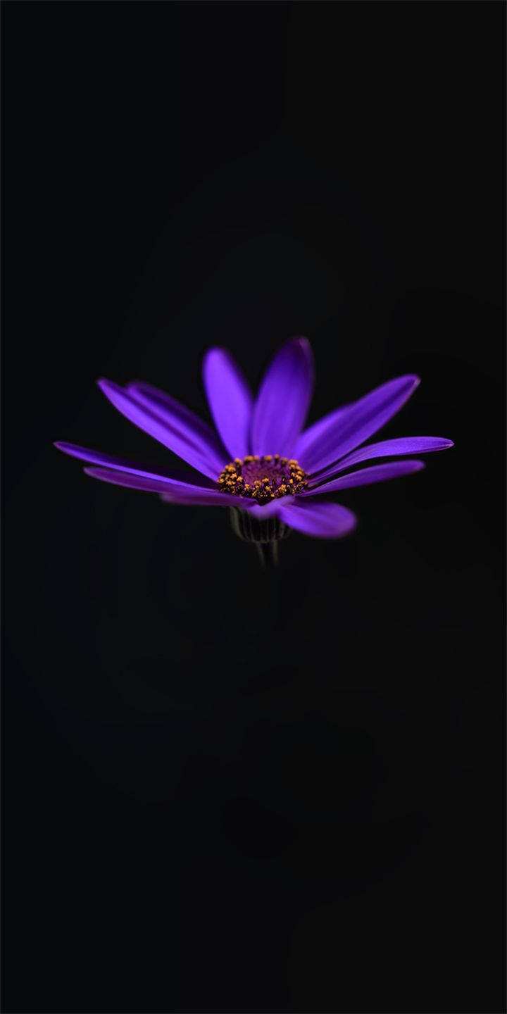 alcatel 桌布 壁紙 — 一朵鮮豔的紫色花朵，金色花心，在深黑色背景上綻放。