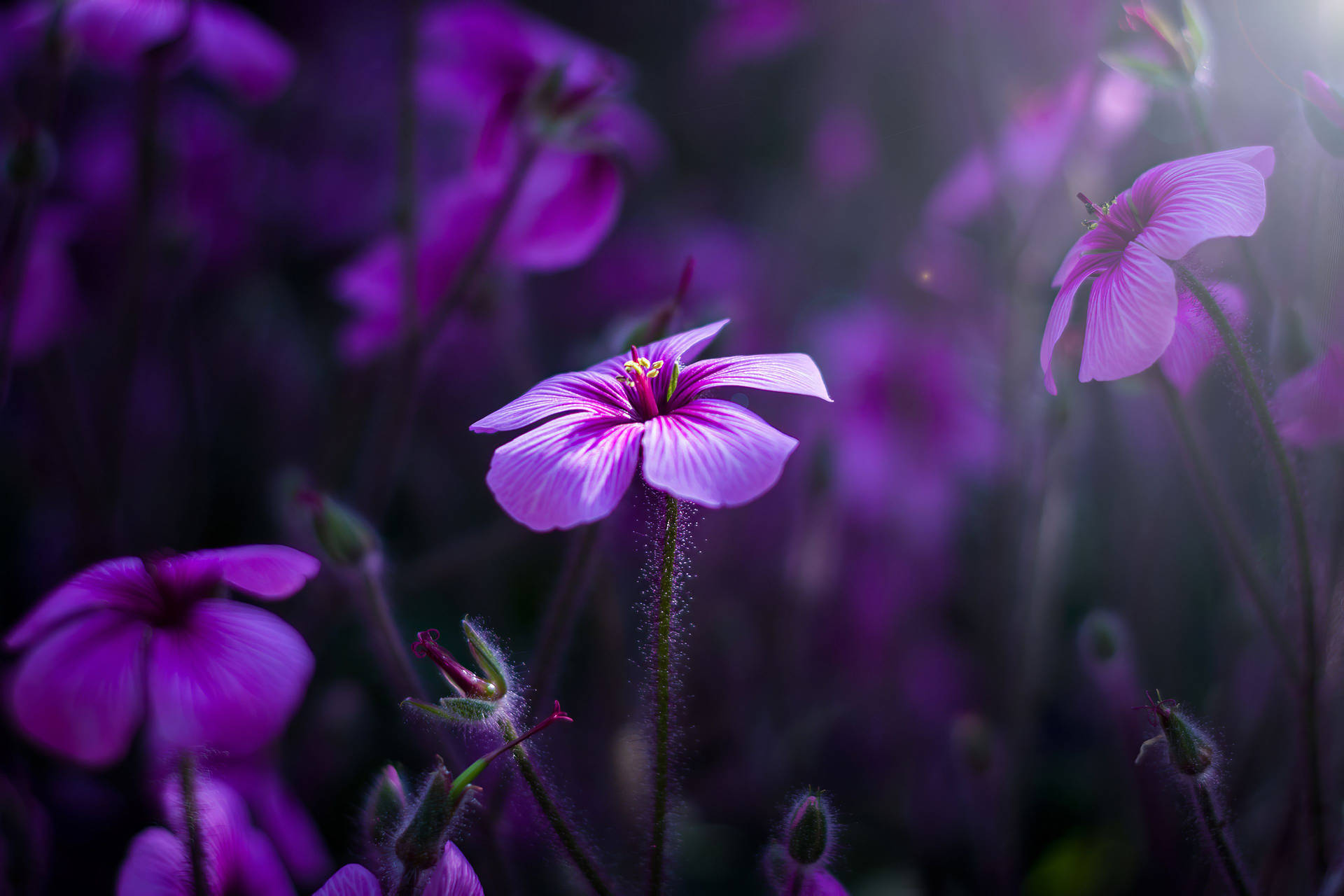 在自然花園環境中，紫色花朵在背光下閃耀。 — 紫色美學 壁紙