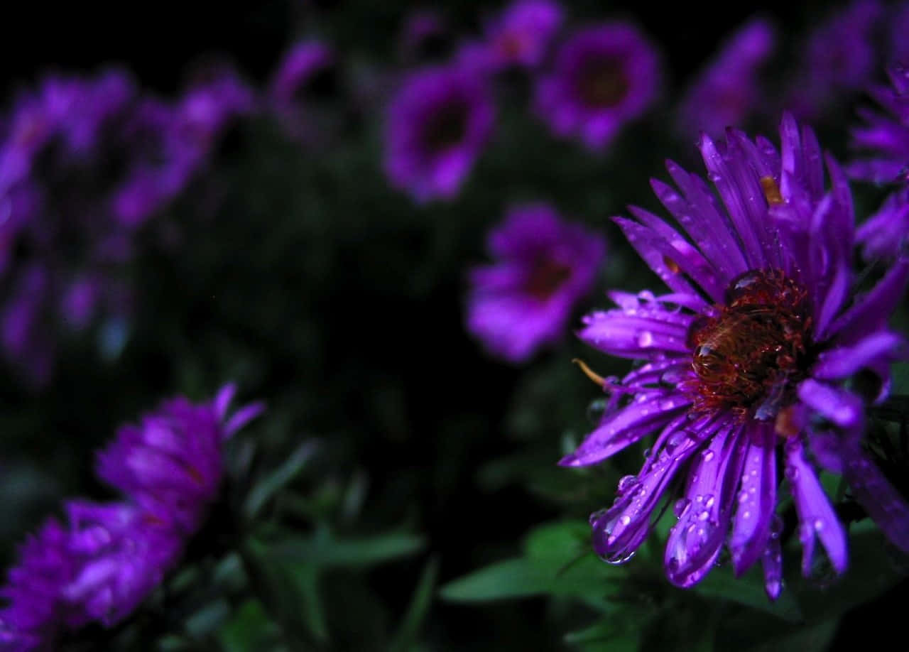 Purple Flowers 桌布 壁紙 — 一朵鮮豔的紫色花朵特寫，帶有露珠和蜜蜂在中心，背景是黑暗模糊的。