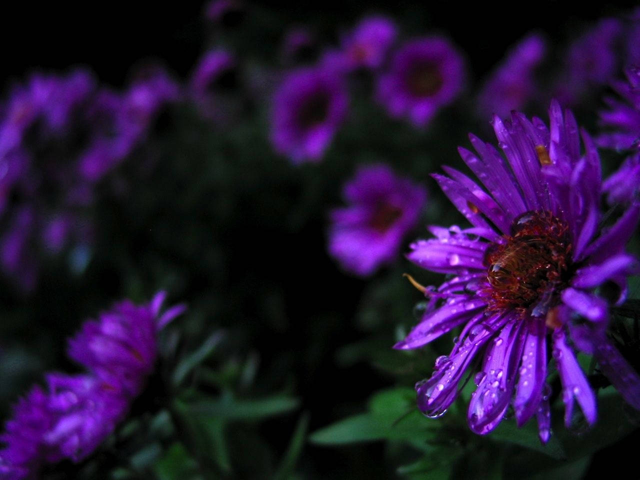 Flowers 桌布 壁紙 — 一朵鮮豔的紫色花朵特寫，帶有露珠和蜜蜂在中心，背景為深色模糊。