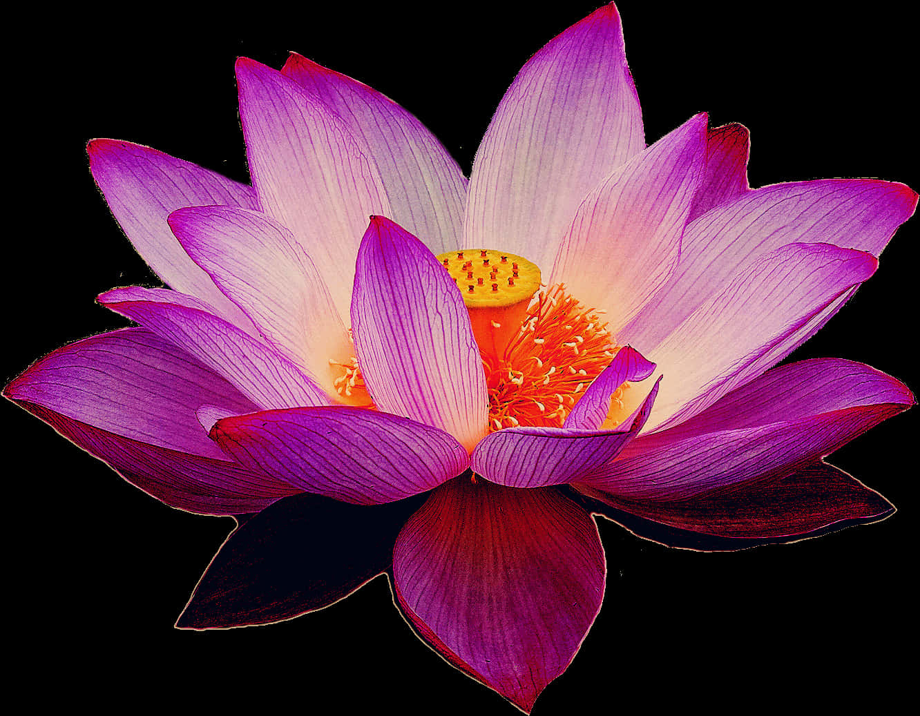 lotus 桌布 壁紙 — 一朵鮮豔的紫色蓮花，帶有橙色花心，在純黑色背景上綻放。