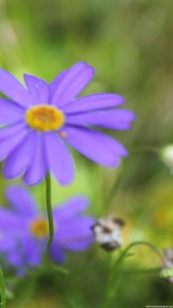Daisy 桌布 壁紙 — 一朵鮮豔的紫色雛菊，帶有黃色花心，在模糊的綠色草地背景下柔和地綻放。