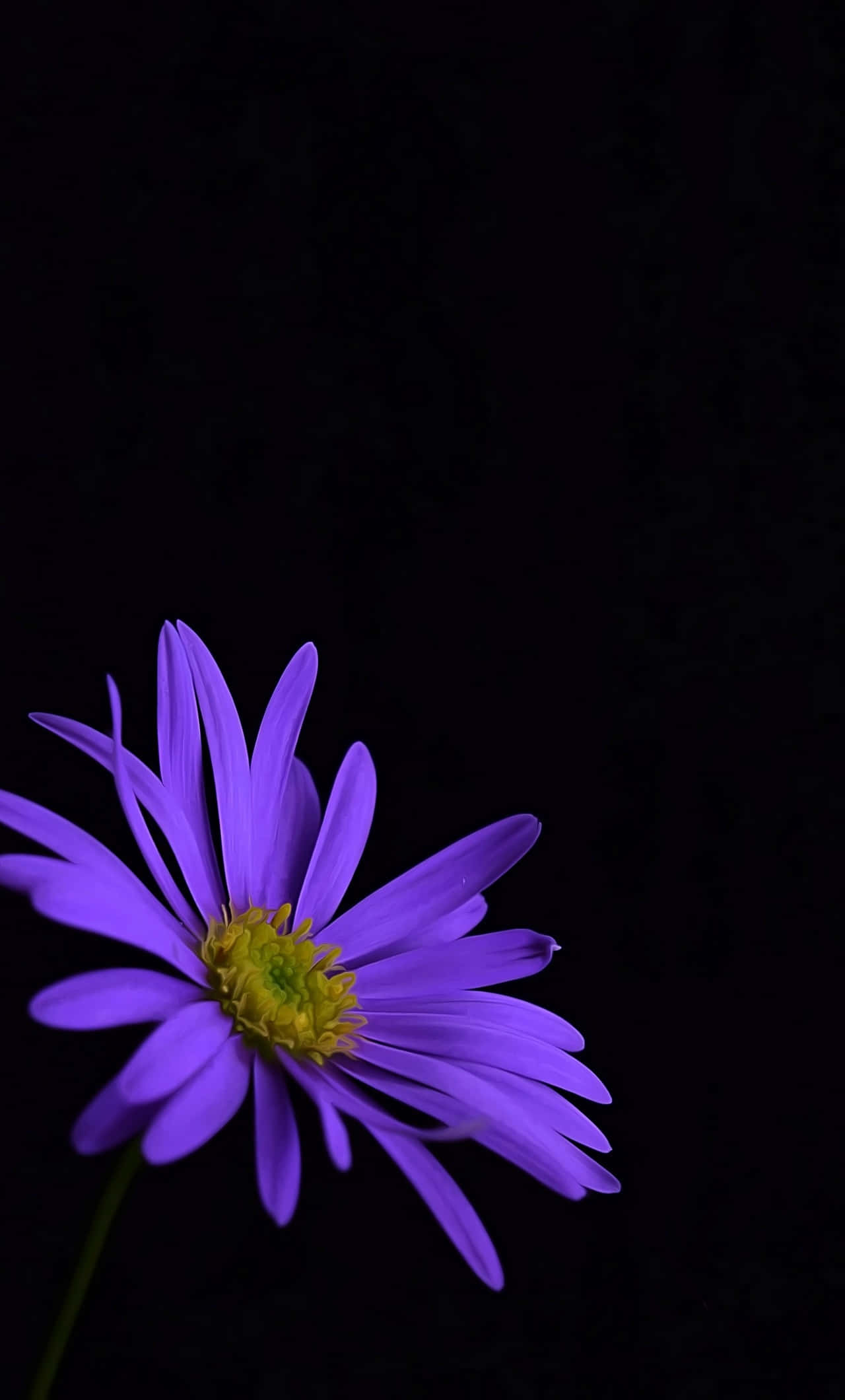 Purple Flower 桌布 壁紙 — 一朵鮮豔的紫色雛菊，黃色花心，在純黑背景上盛開。