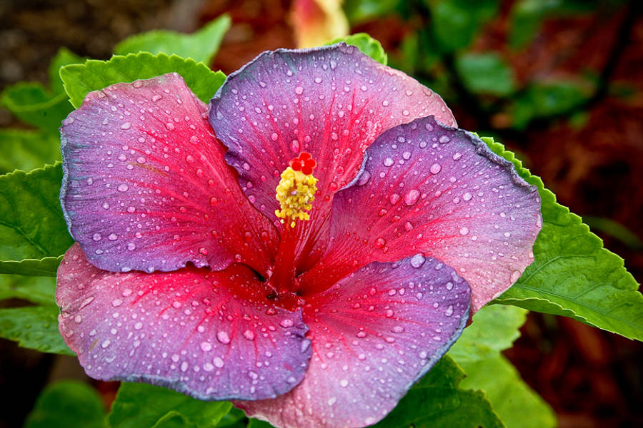 Hibiscus 桌布 壁紙 — 一朵鮮豔的芙蓉花，帶有粉紅色和紫色的花瓣，在茂密的綠葉襯托下閃爍著露珠。