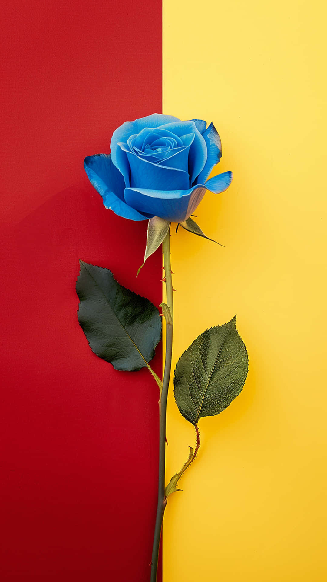 blue rose background red and rose 壁紙 — 一朵鮮豔的藍玫瑰，帶有綠葉，垂直立在一個大膽的紅黃分割背景上。