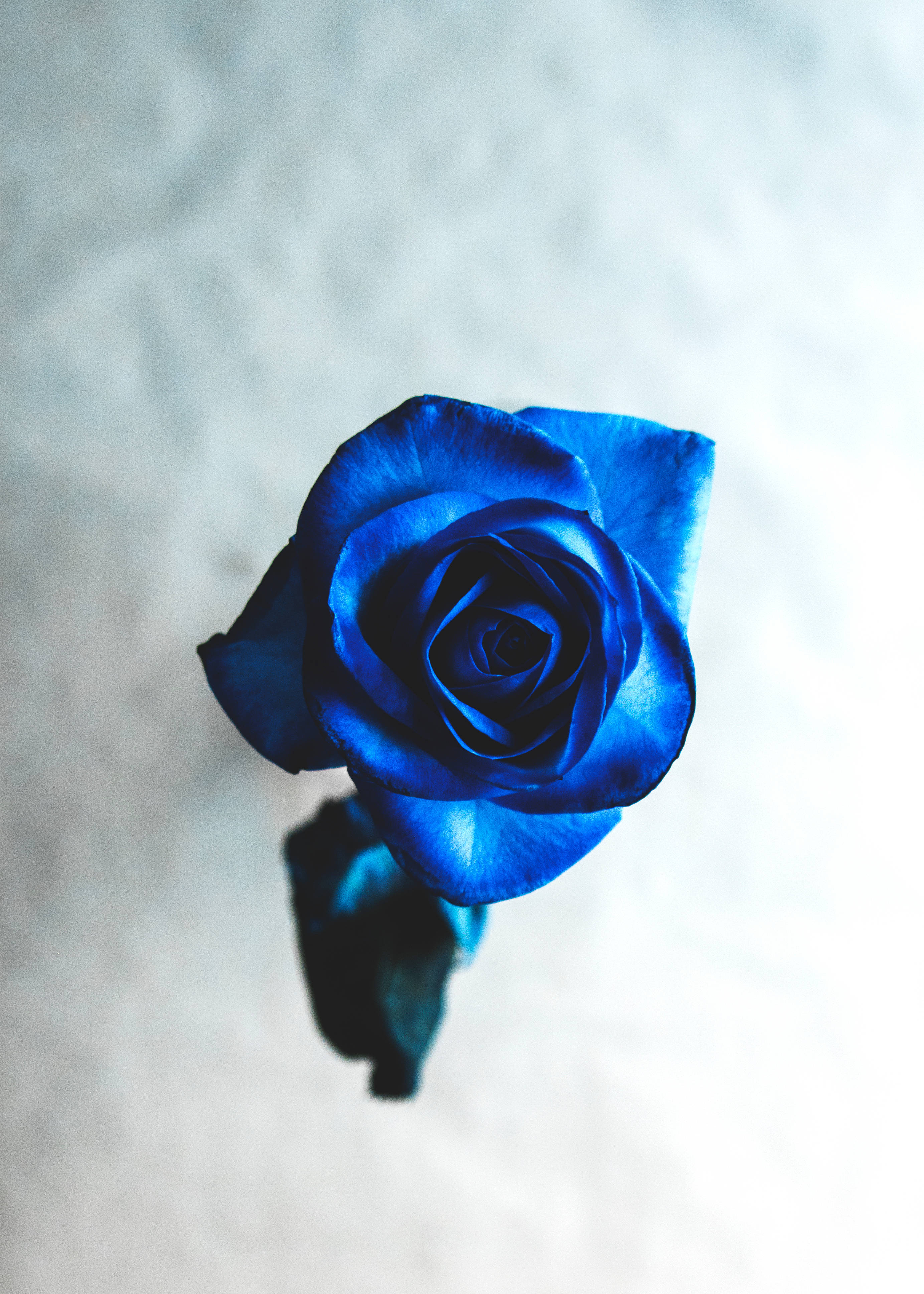 beautiful rose HD 桌布 壁紙 — 一朵鮮豔的藍玫瑰，花瓣精緻，置於柔和模糊的白色背景中央。