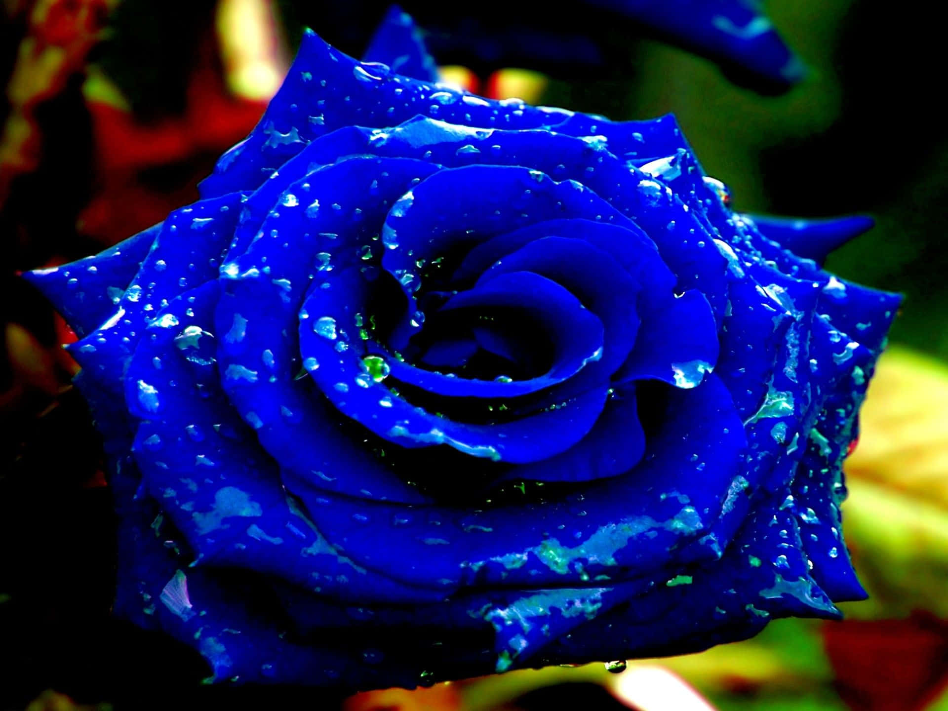 Blue Rose 桌布 壁紙 — 一朵鮮豔的藍玫瑰在柔和模糊的彩色背景上閃爍著露珠。