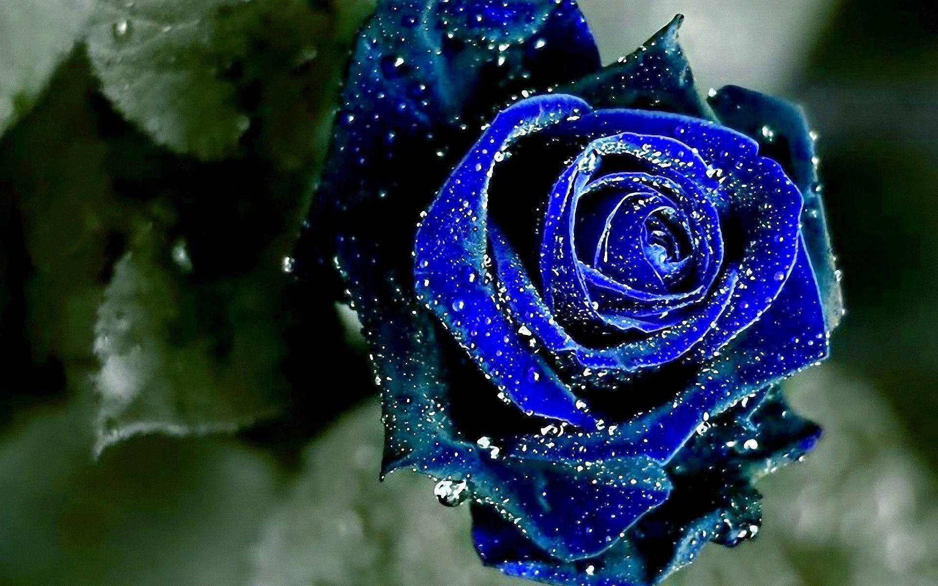 Rose Aesthetic 桌布 壁紙 — 一朵鮮豔的藍玫瑰在模糊的綠色背景下閃爍著露珠的特寫。