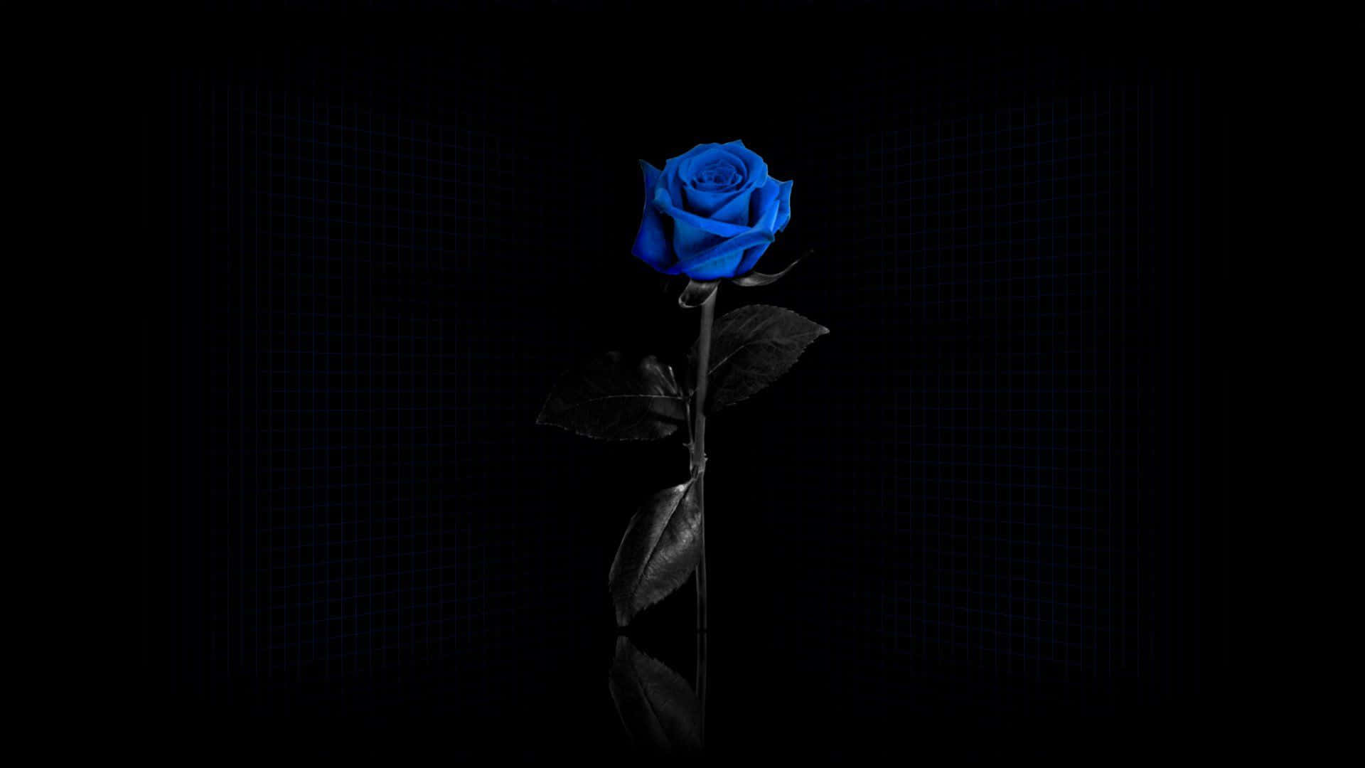 Blue Rose 桌布 壁紙 — 一朵鮮豔的藍玫瑰在深色網格背景上，帶有黑色葉子和莖。