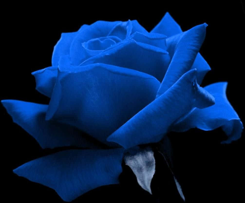 Rose Flower 桌布 壁紙 — 一朵鮮豔的藍玫瑰在純黑背景上綻放，花瓣被柔和照亮，展現細膩的質感和深度。