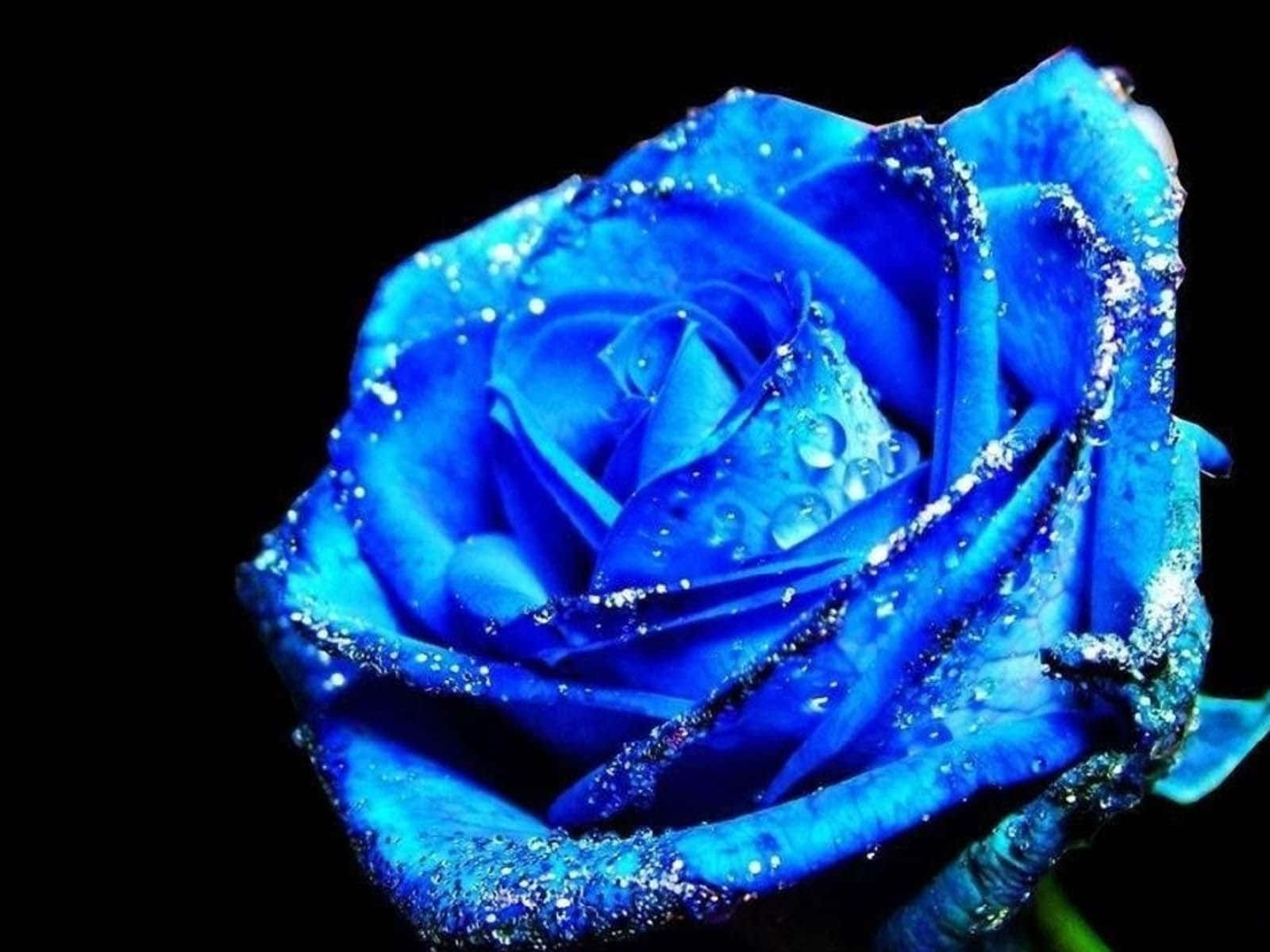 Rose Flower 桌布 壁紙 — 一朵鮮豔的藍玫瑰在純黑背景上閃爍著露珠。