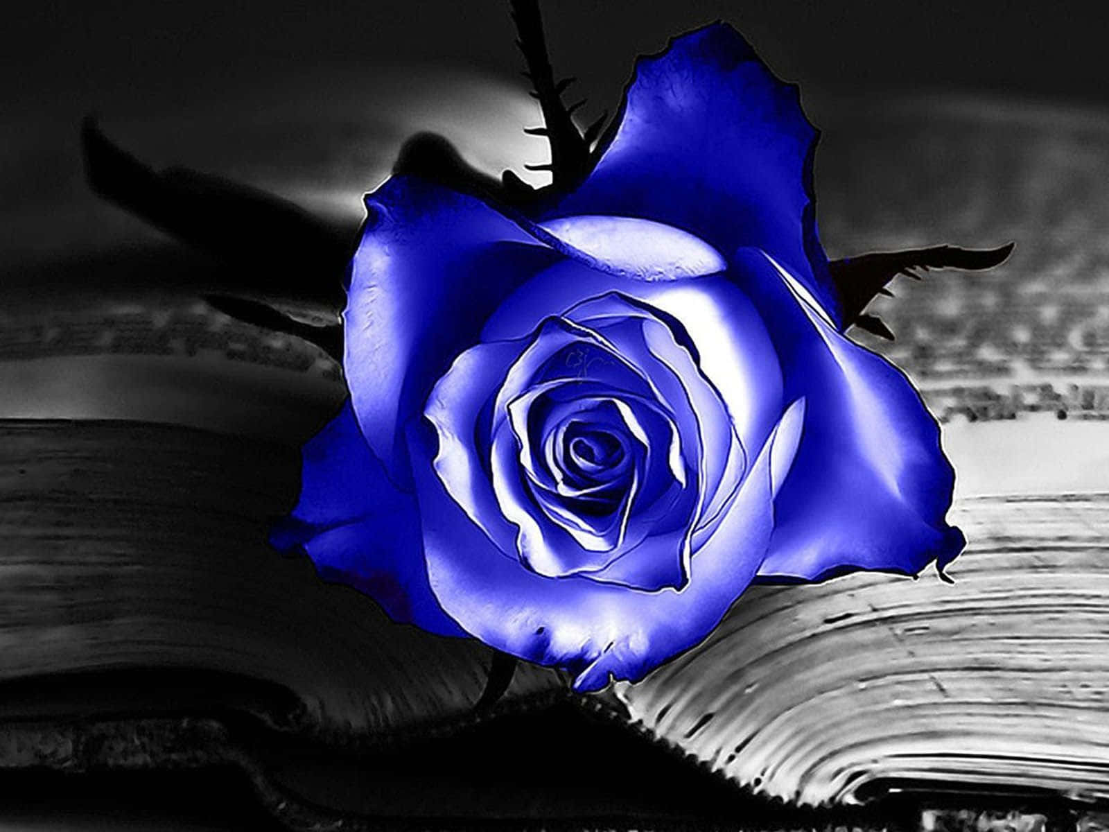 Blue Rose 桌布 壁紙 — 一朵鮮豔的藍玫瑰帶有發光的高光，放在一本打開的書上，背景為單色。